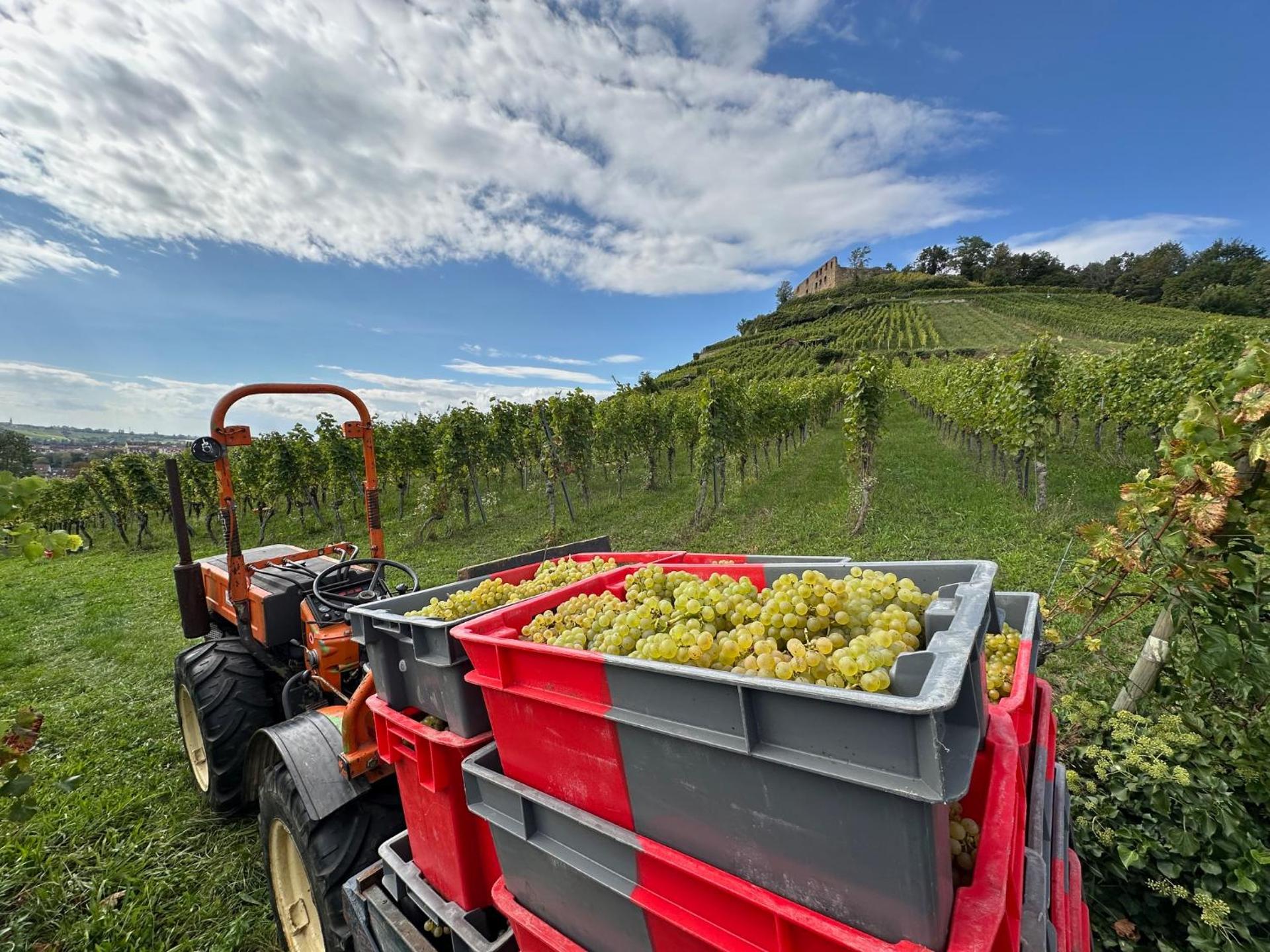 Gasthaus Zum Hirschen