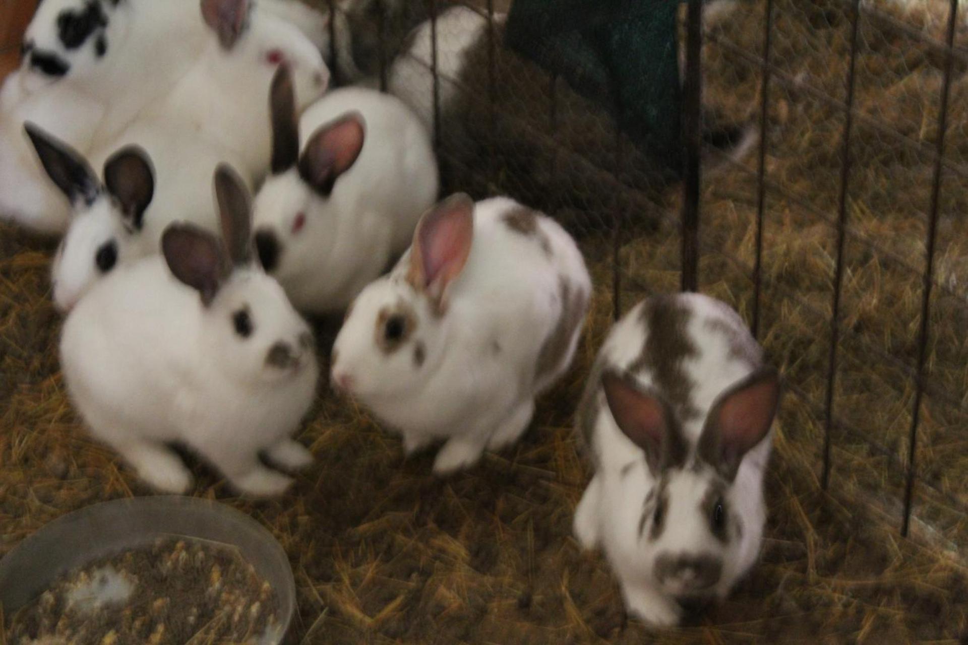 Agriturismo Natura e Gusto fattoria didattica