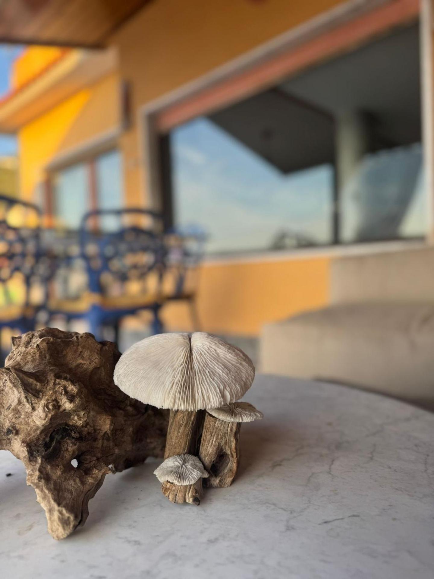 The Dreamer's Terrace