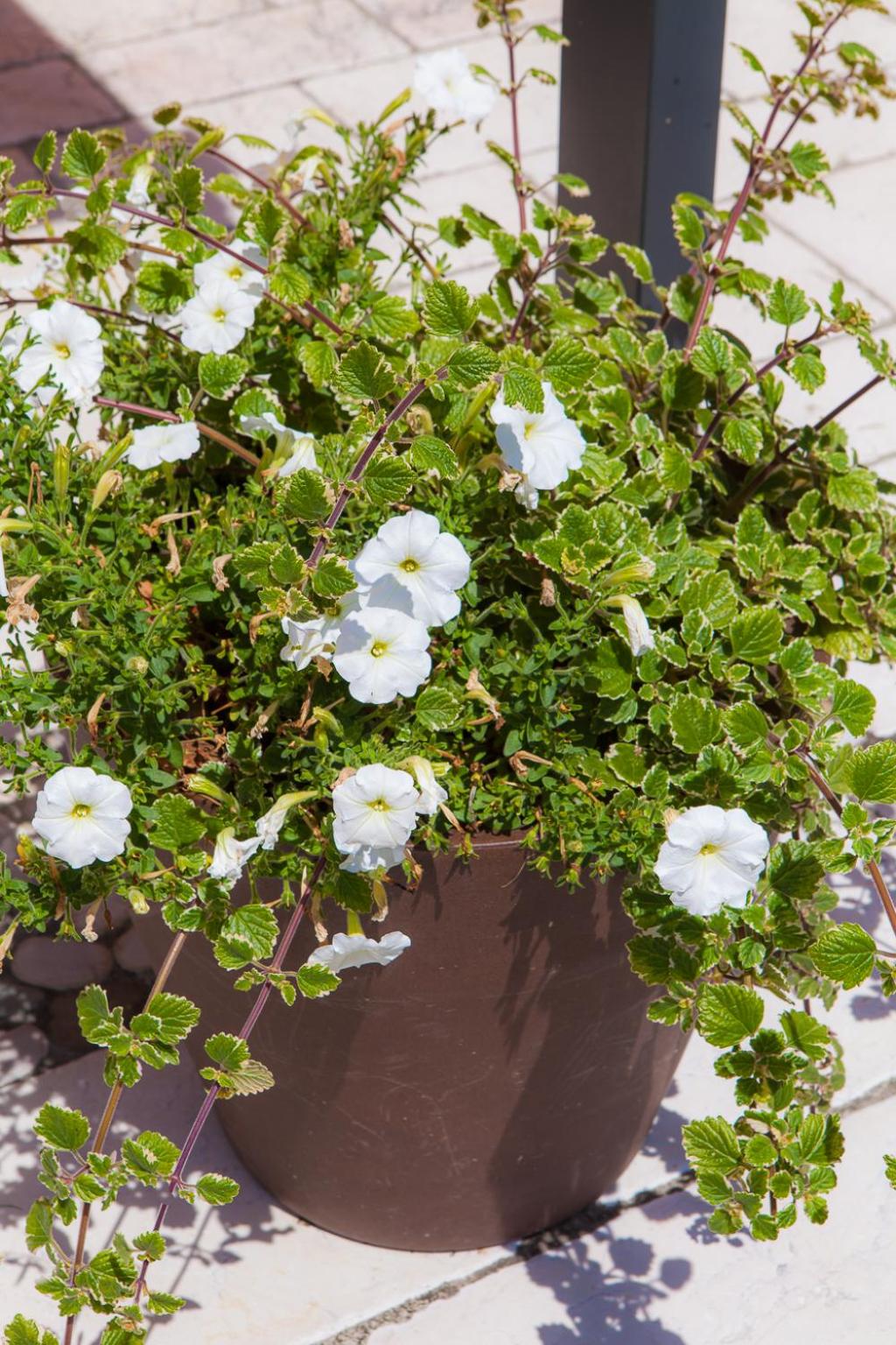 Agriturismo la Chiocciola