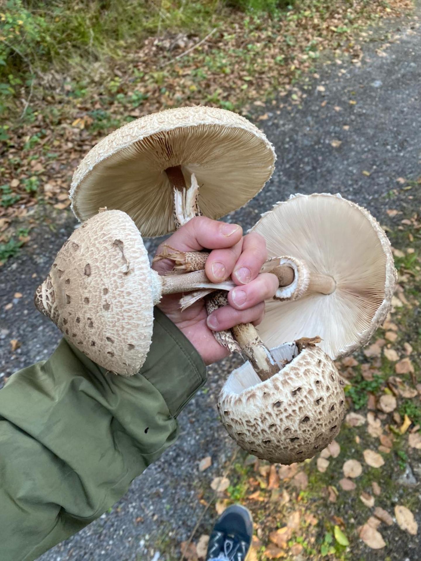 Bienenhaus Van Sonnensee