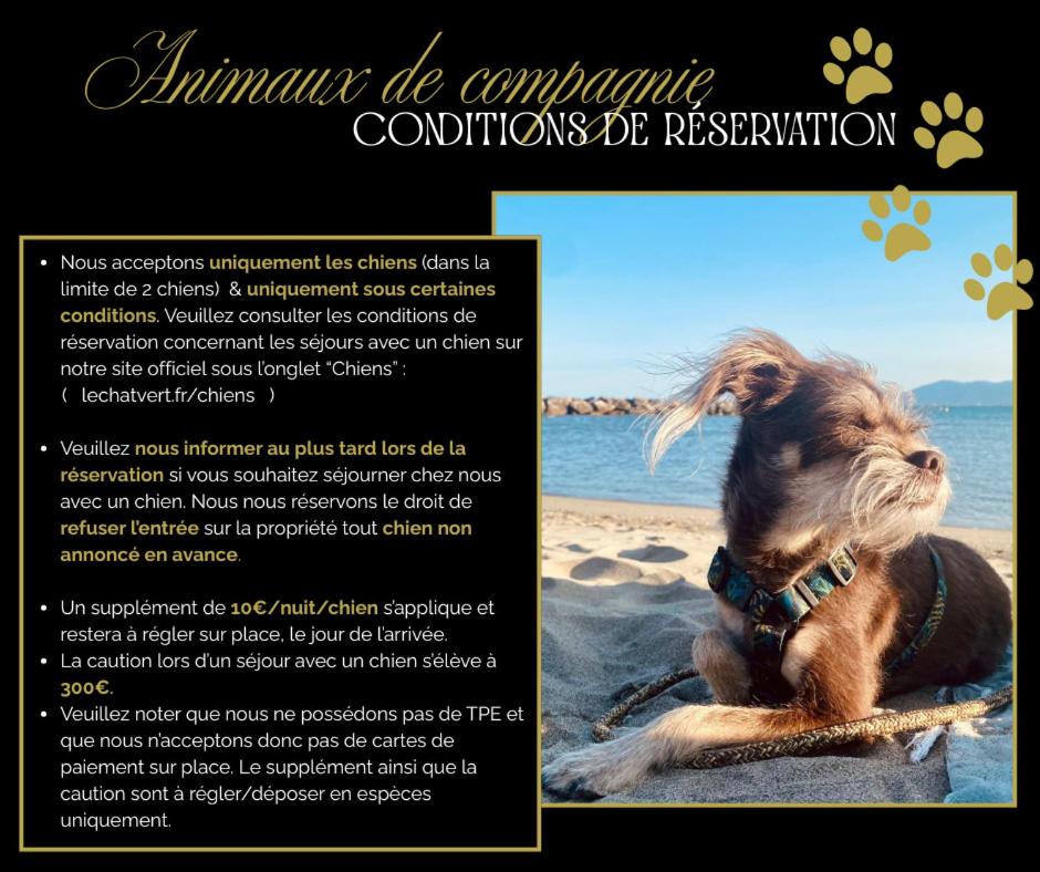 Le Chat Vert - Appartements Adults Only