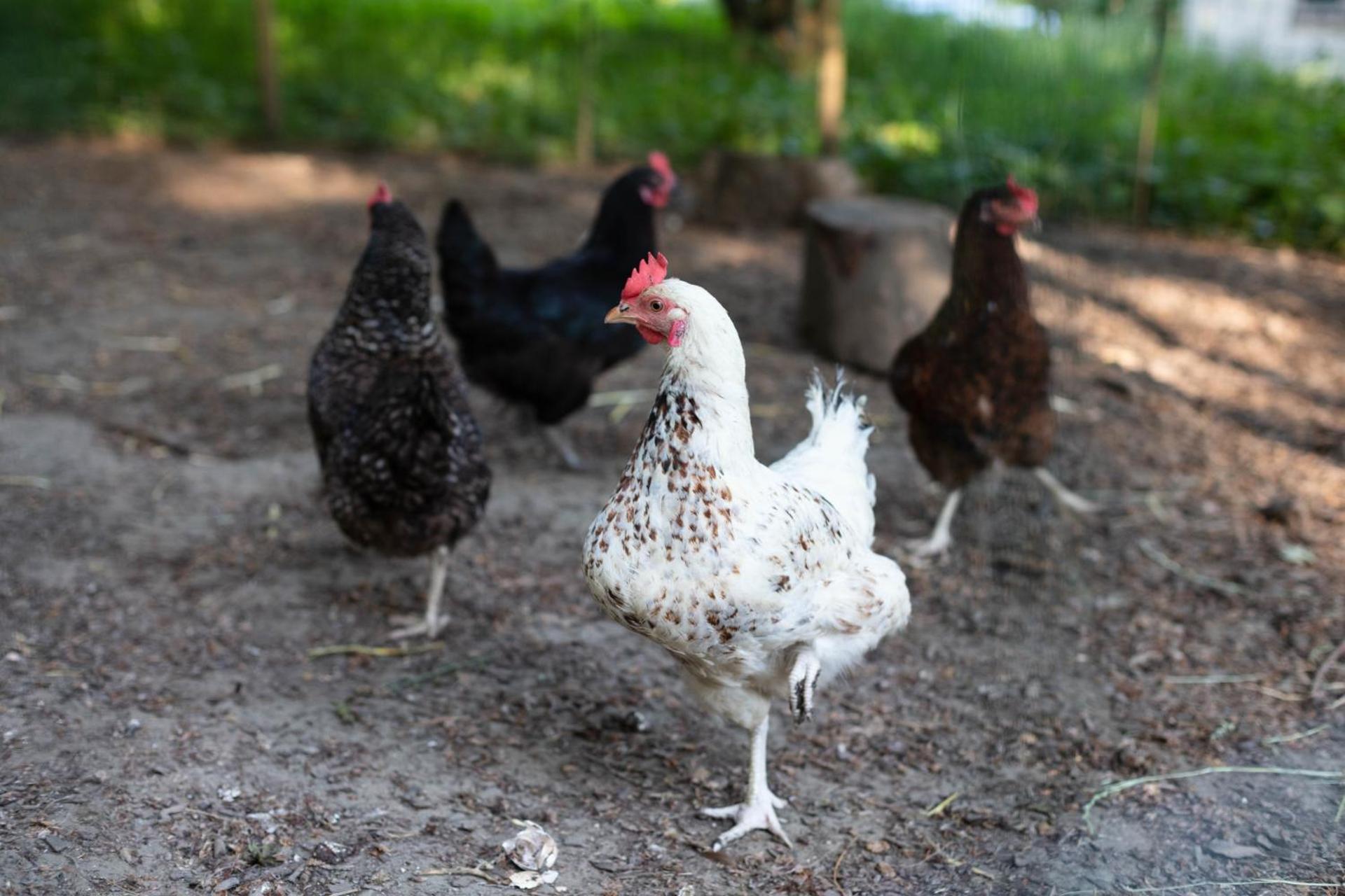 Nest Stay By The Butler Collection