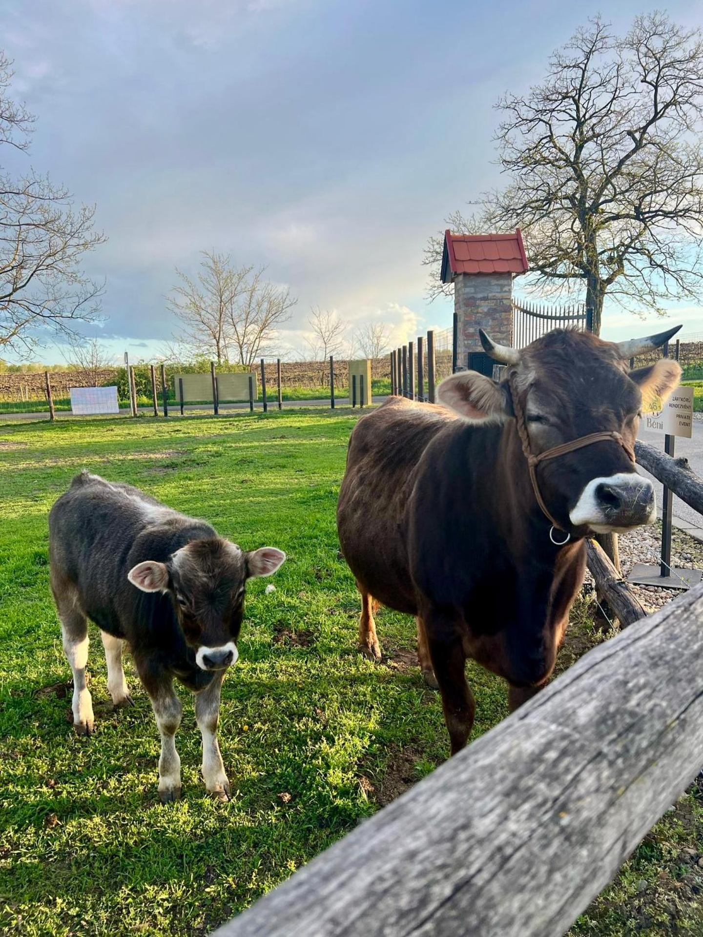 BÉNI family wine farm