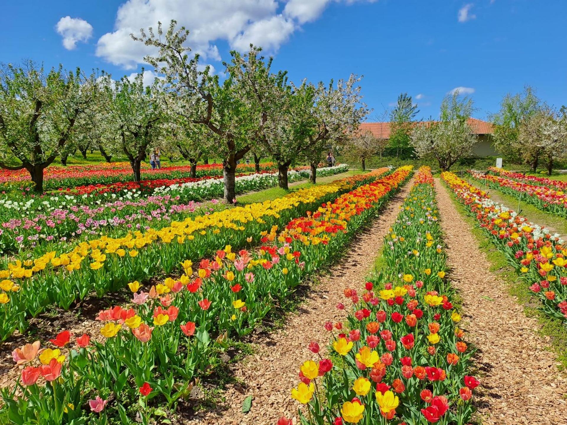 BÉNI family wine farm