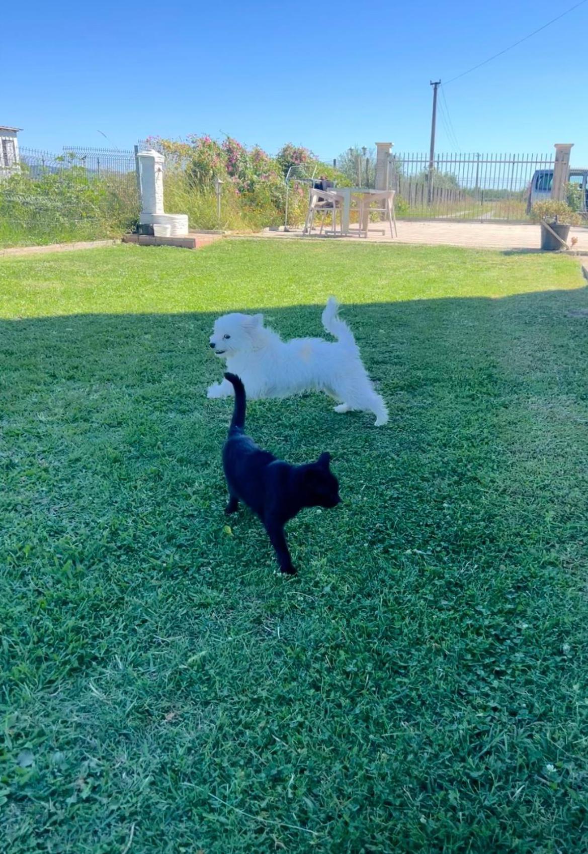 Camping villa lake shkodra