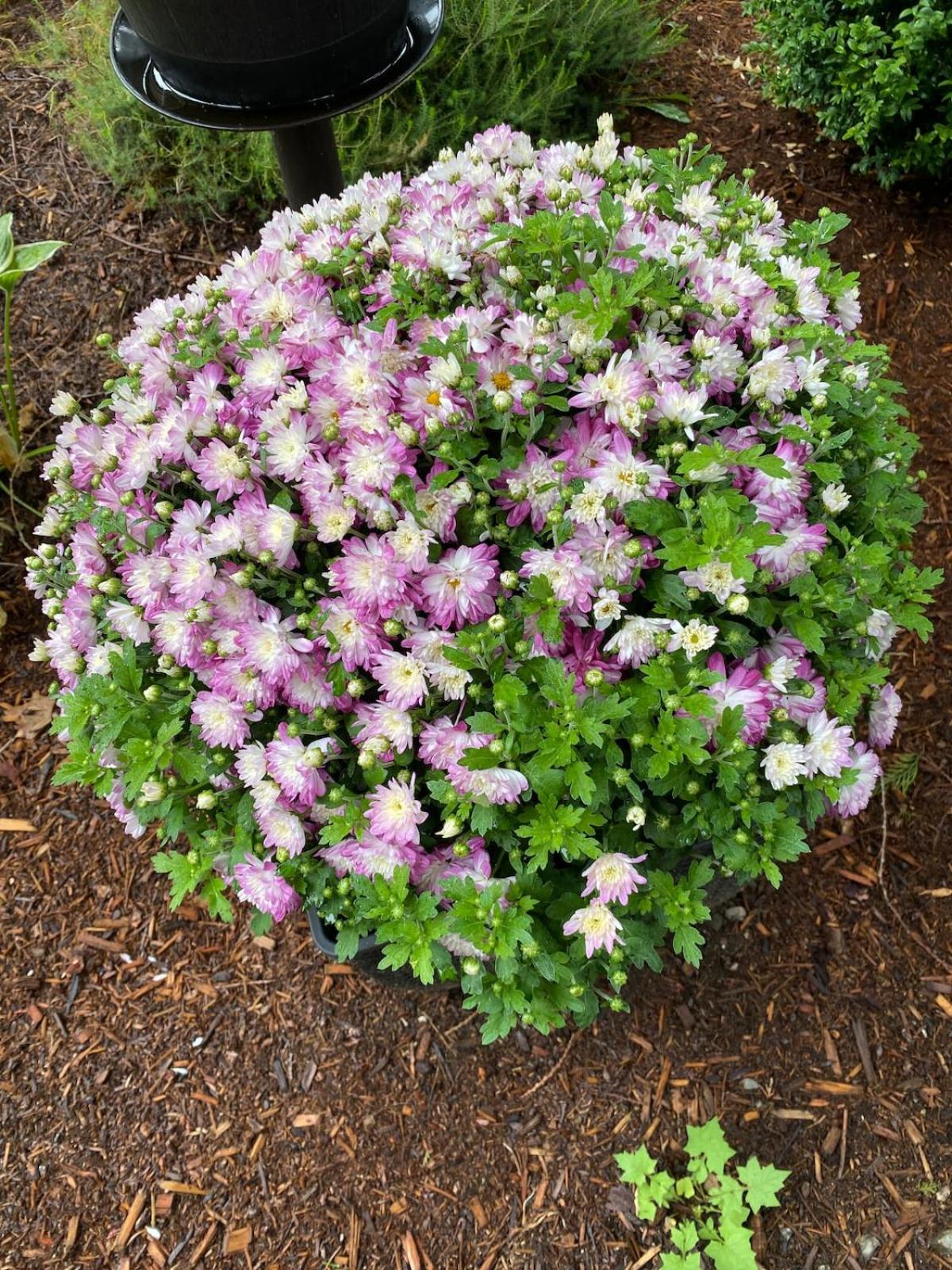 Cora Rivergarden Retreat