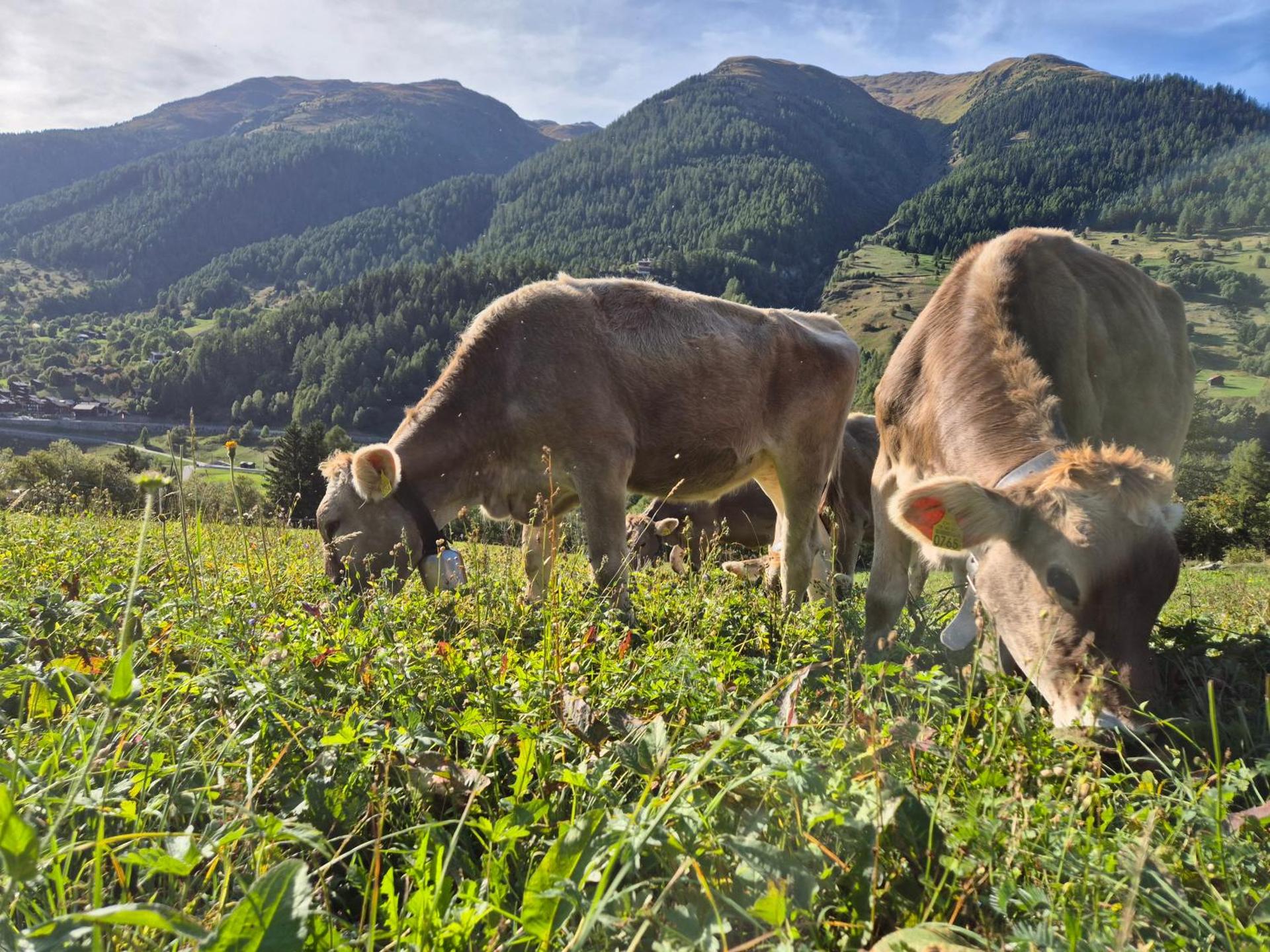 Gemütliches Walliser Chalet Nahe Aletschgebiet