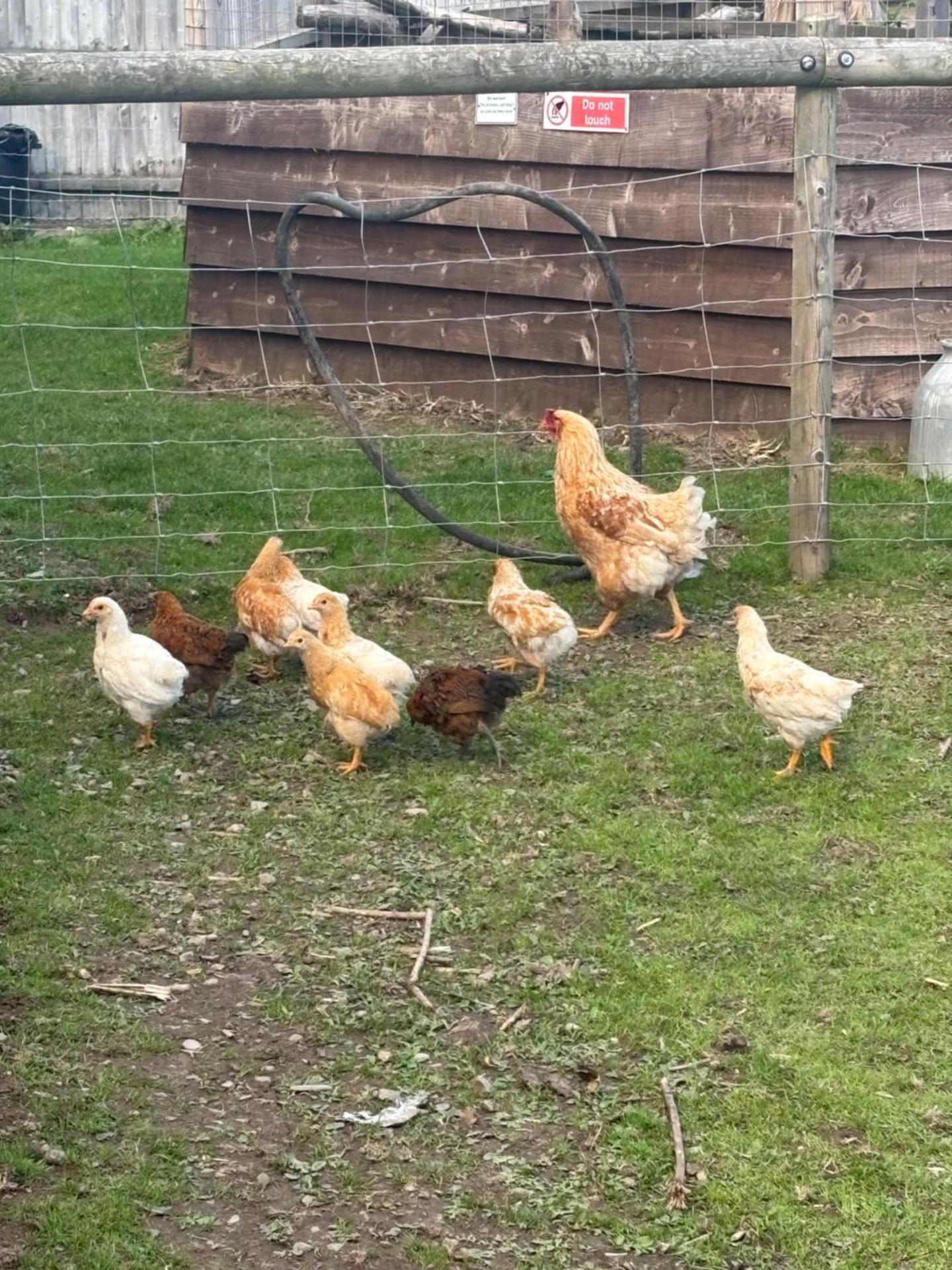 Bridie -rose with wood tub country retreat