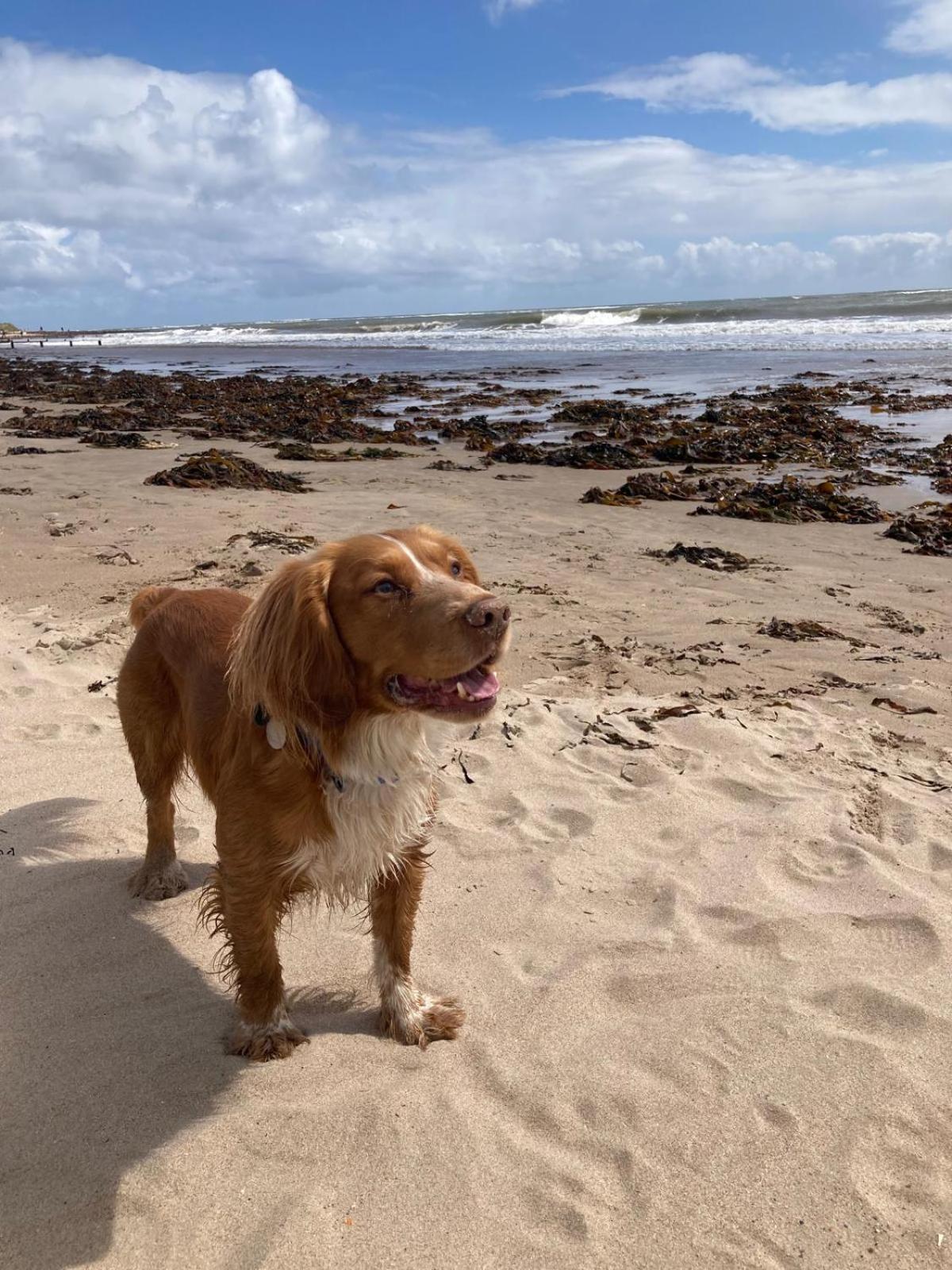 Garden View Apartment