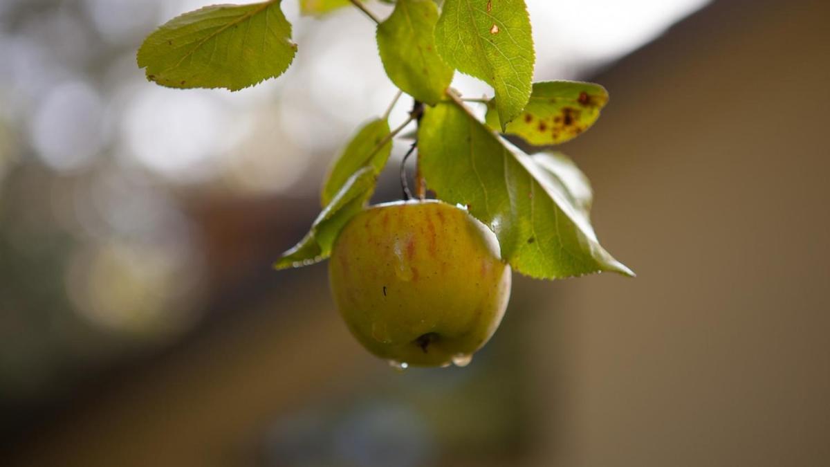 Luxe boshuis met Spa