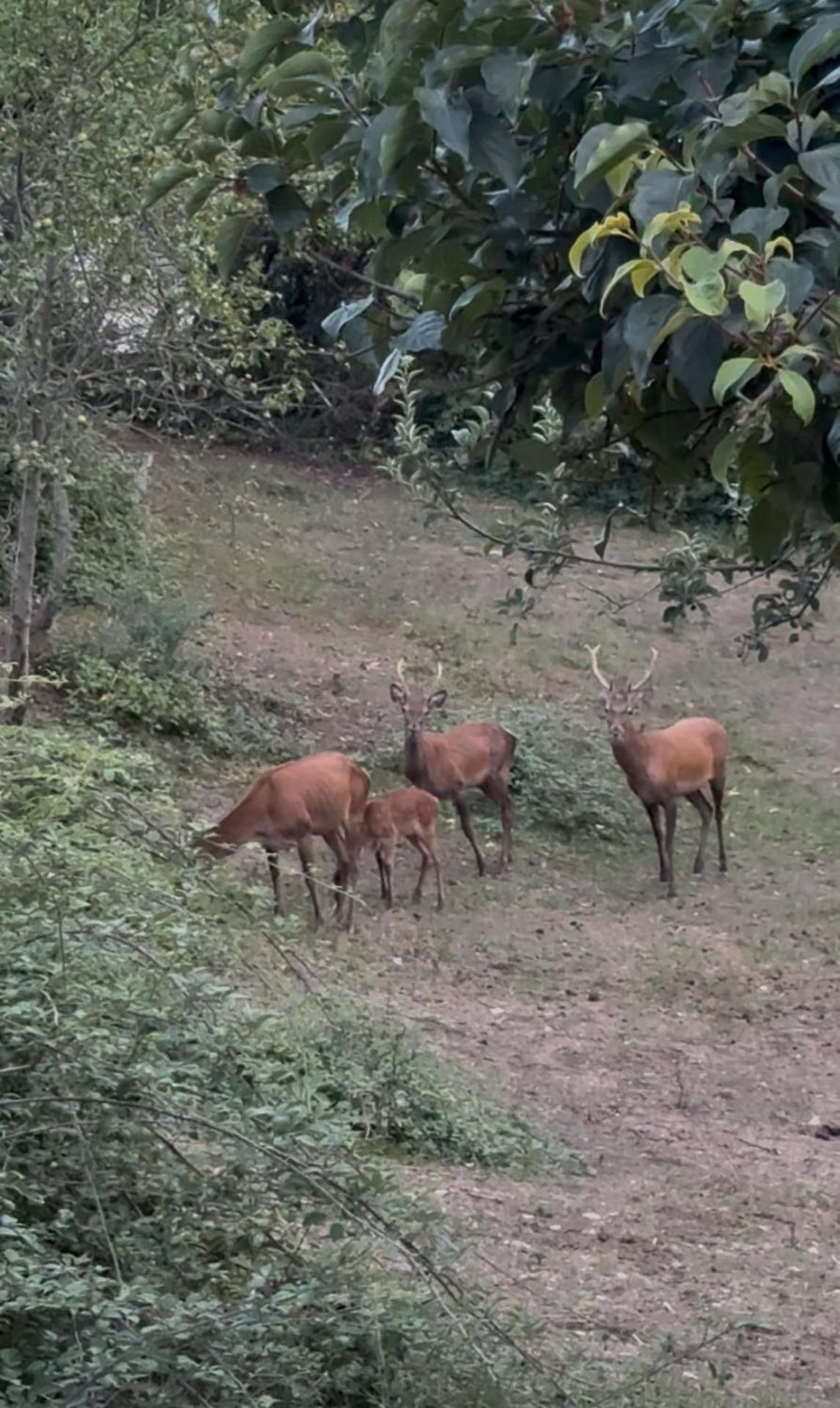 La Ferme des Cailletiers chez Marco