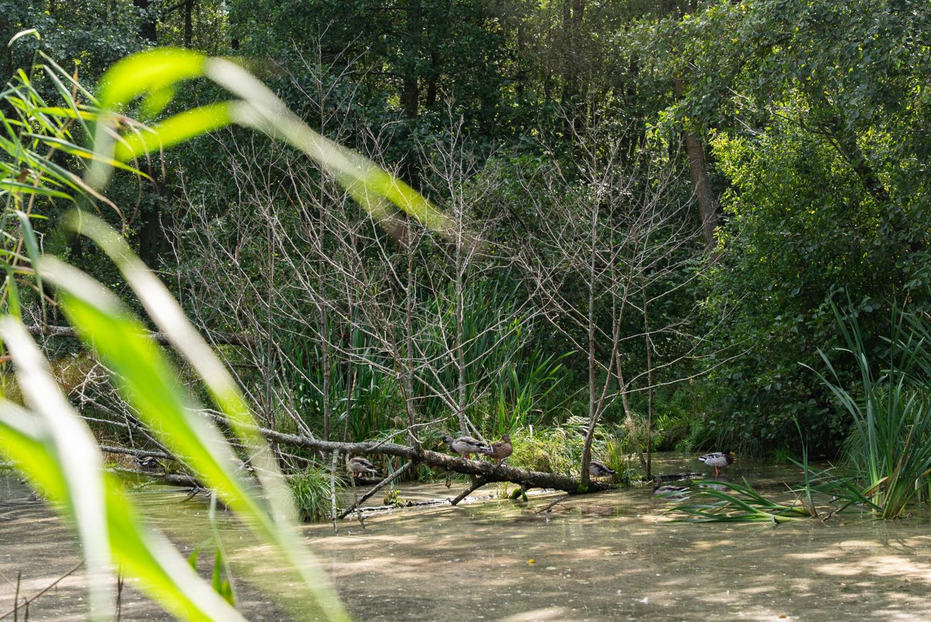 Fa la las - domki nad morzem