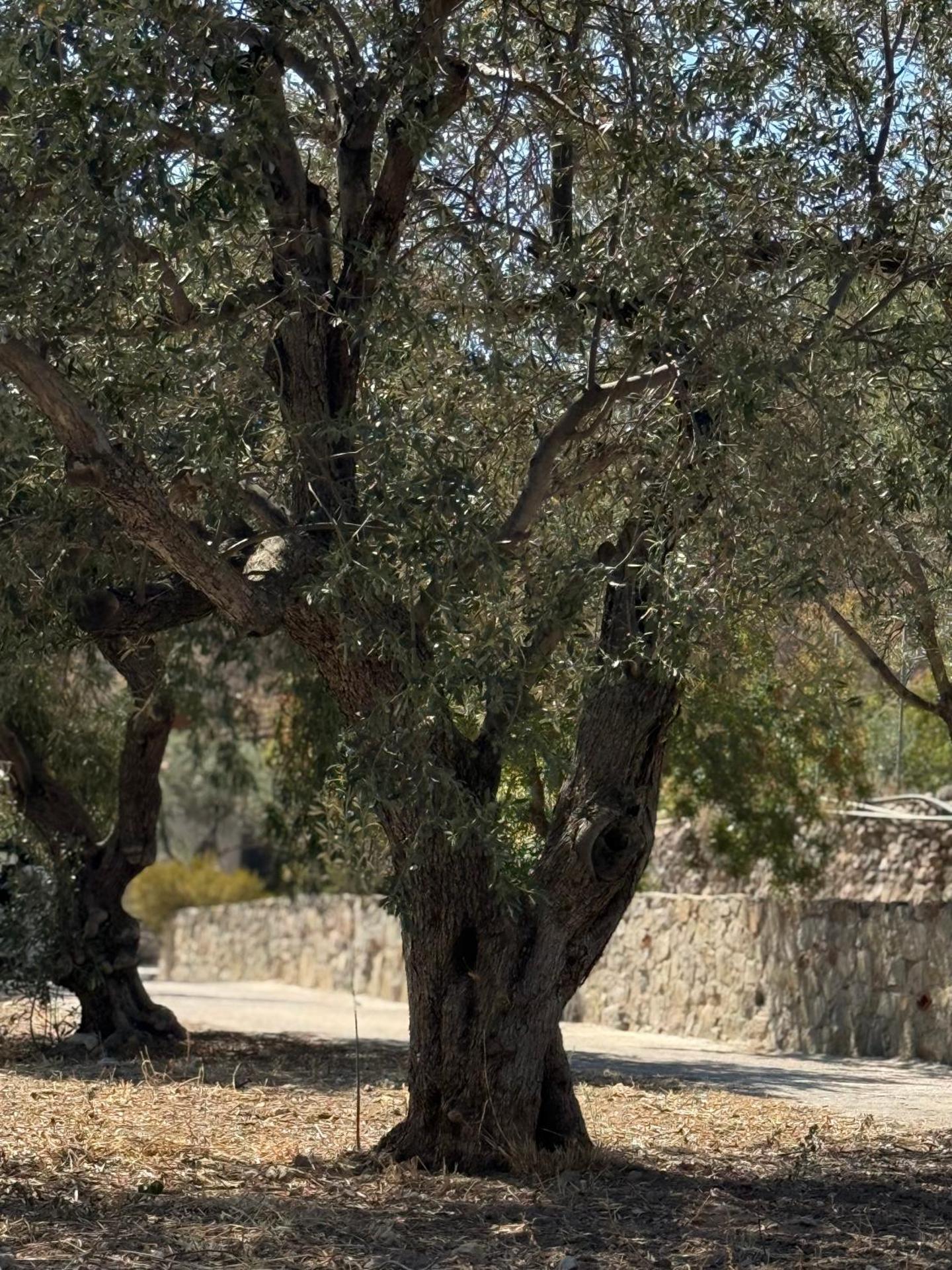 Kontos Village House