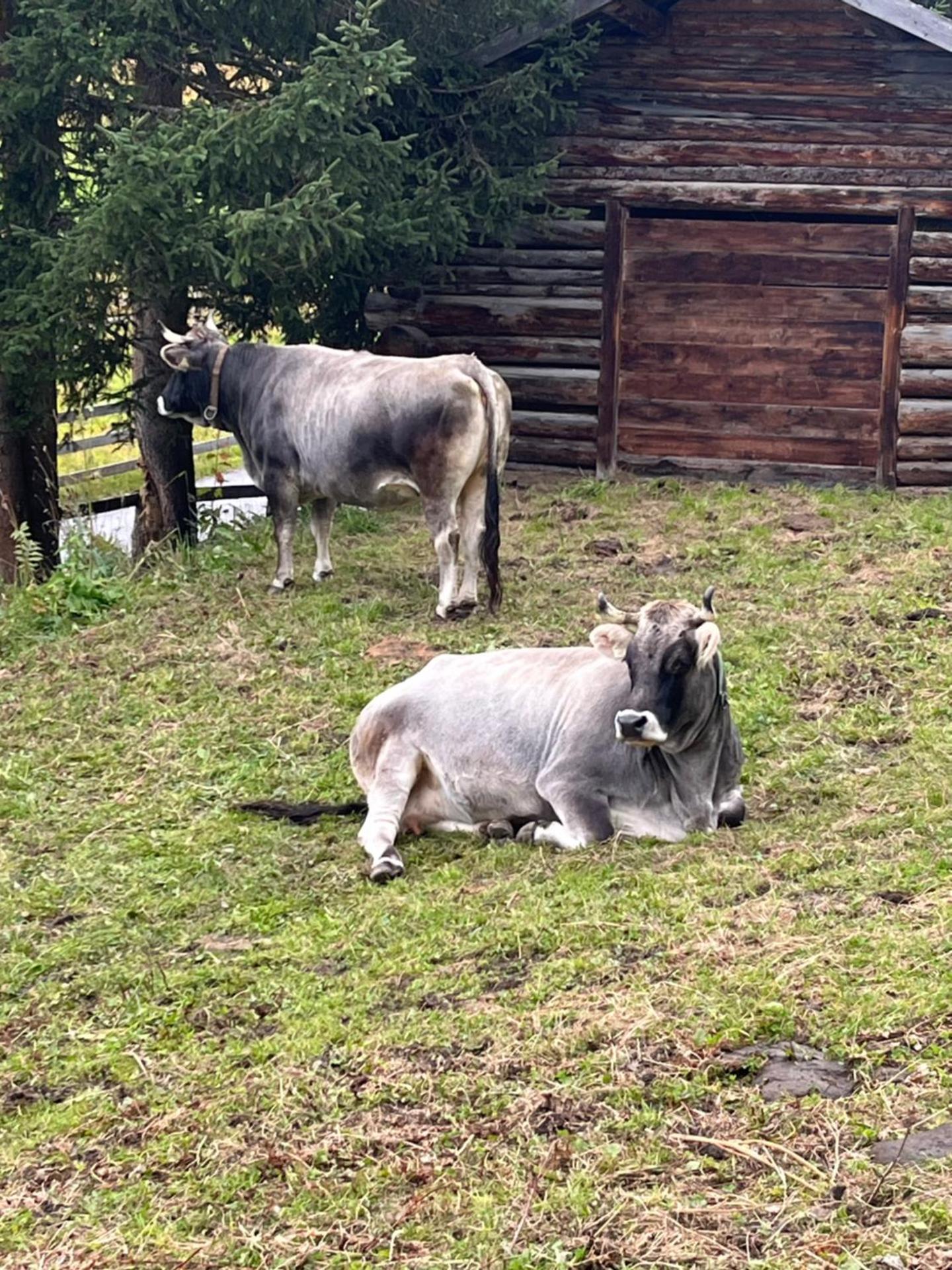 Small attic apartment close to Lake and Mountains Fussach