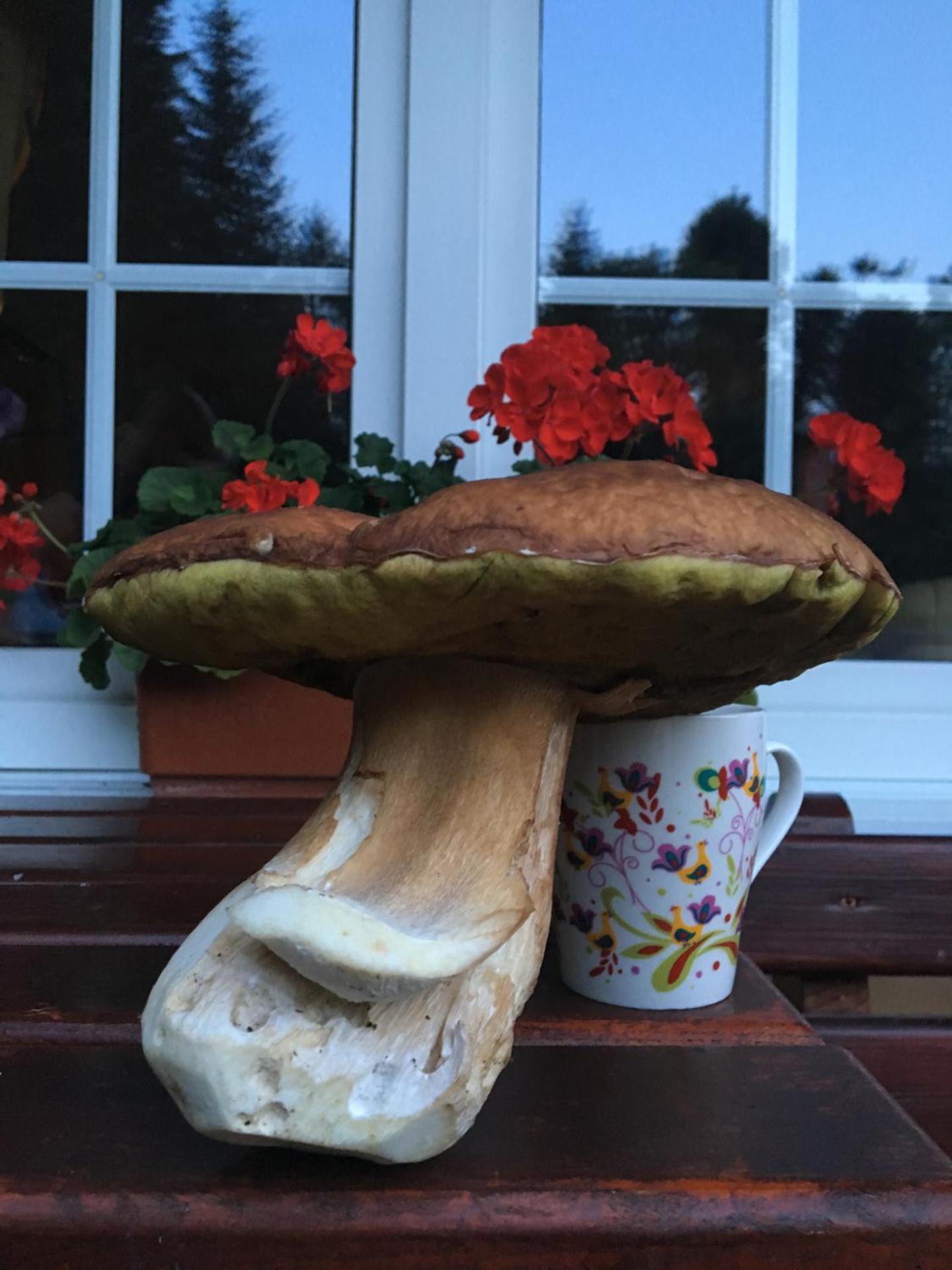 Agroturystyka Leśny Zakątek