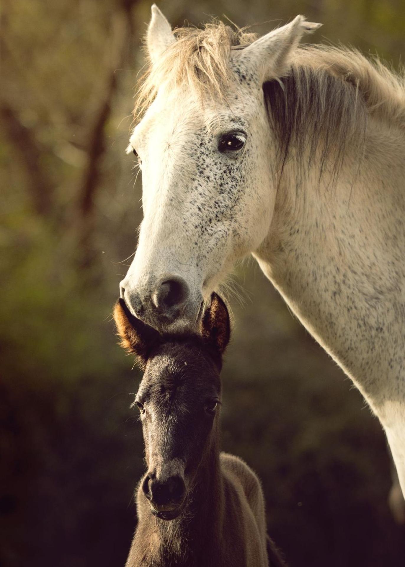 CORK VALLEY - Pet Friendly & Only Adults