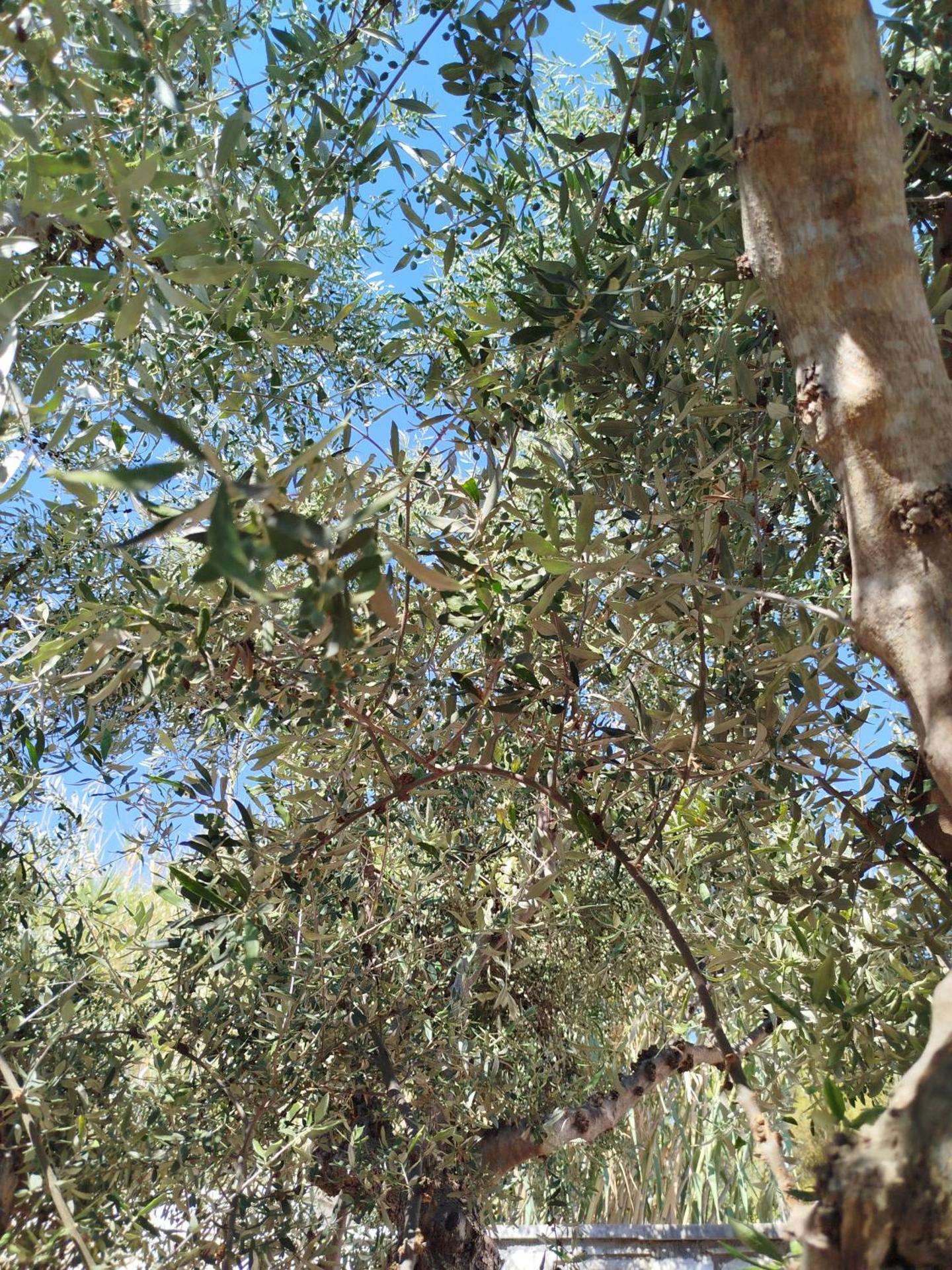 Nereids Apartments-Erato