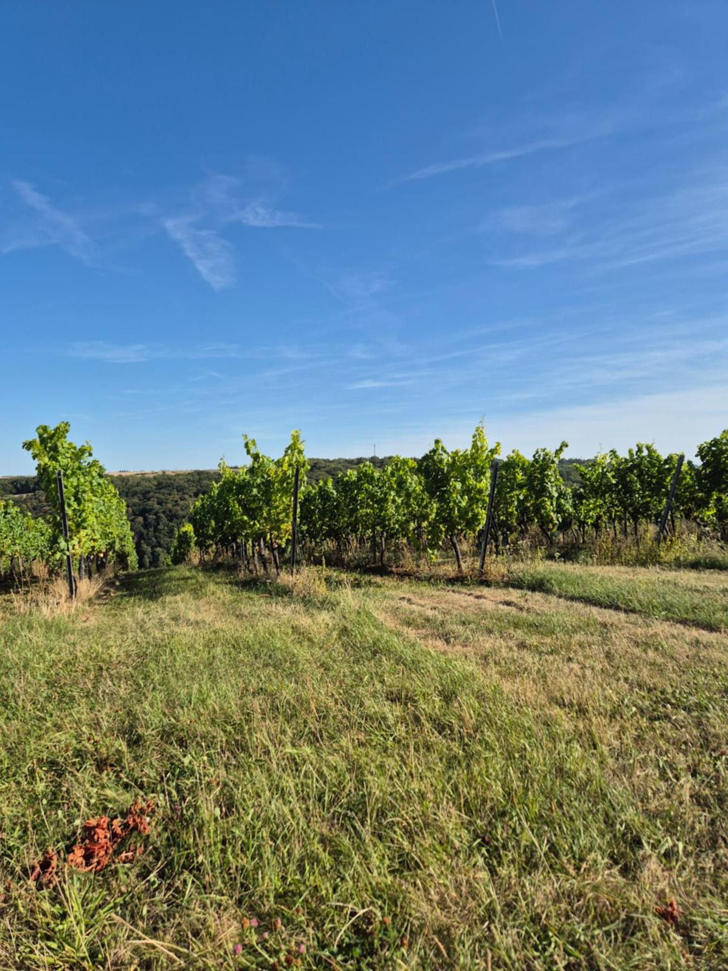 Ferienwohnung Sonnenschein Familie Hamdorf