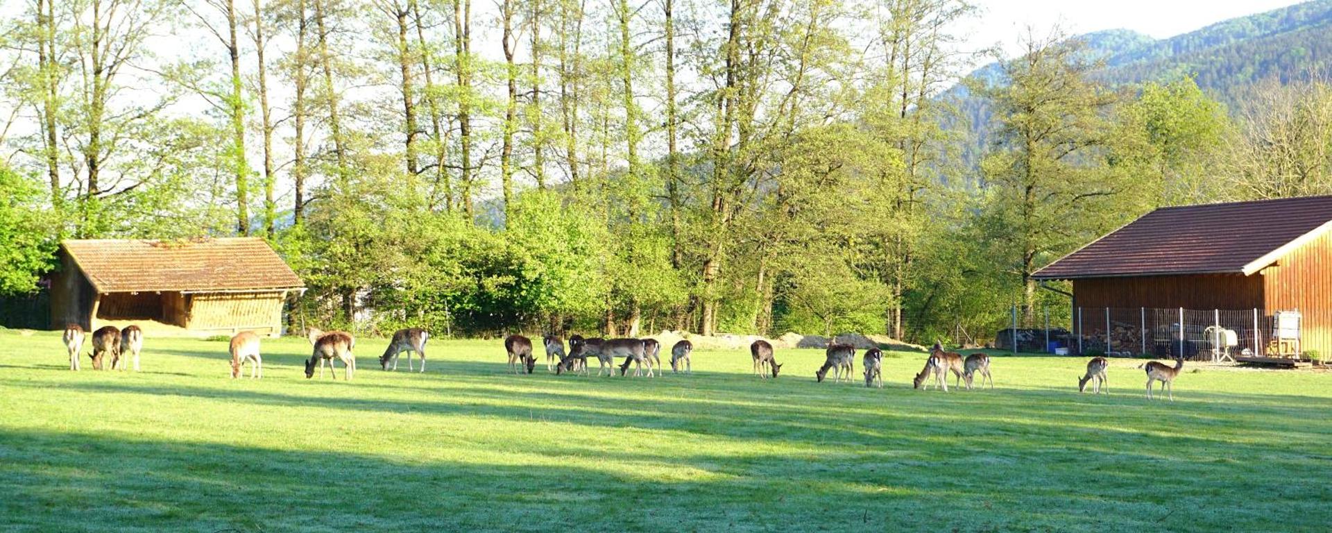 Apartment Rehblick Hohenwarth