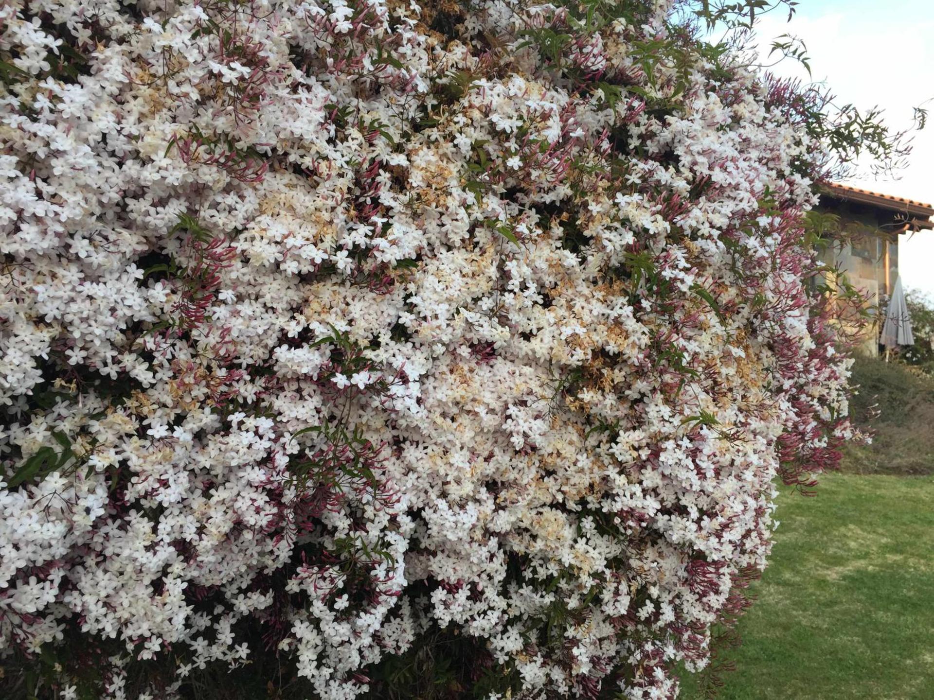 Almarinae apartamentos