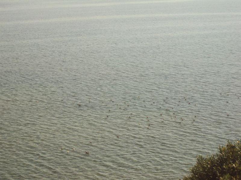 Apartment Aria with private heated pool