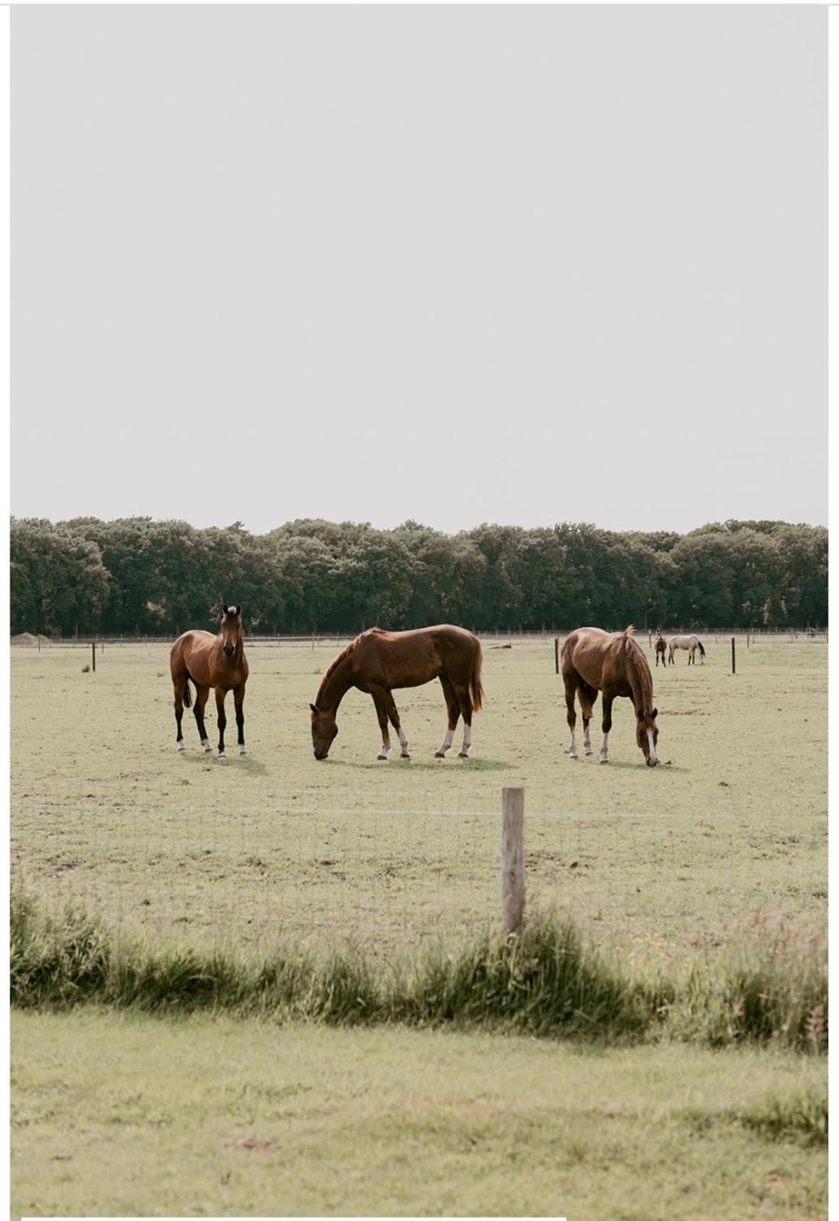 Natuurhuisje het Steenuiltje op een prachtige plek
