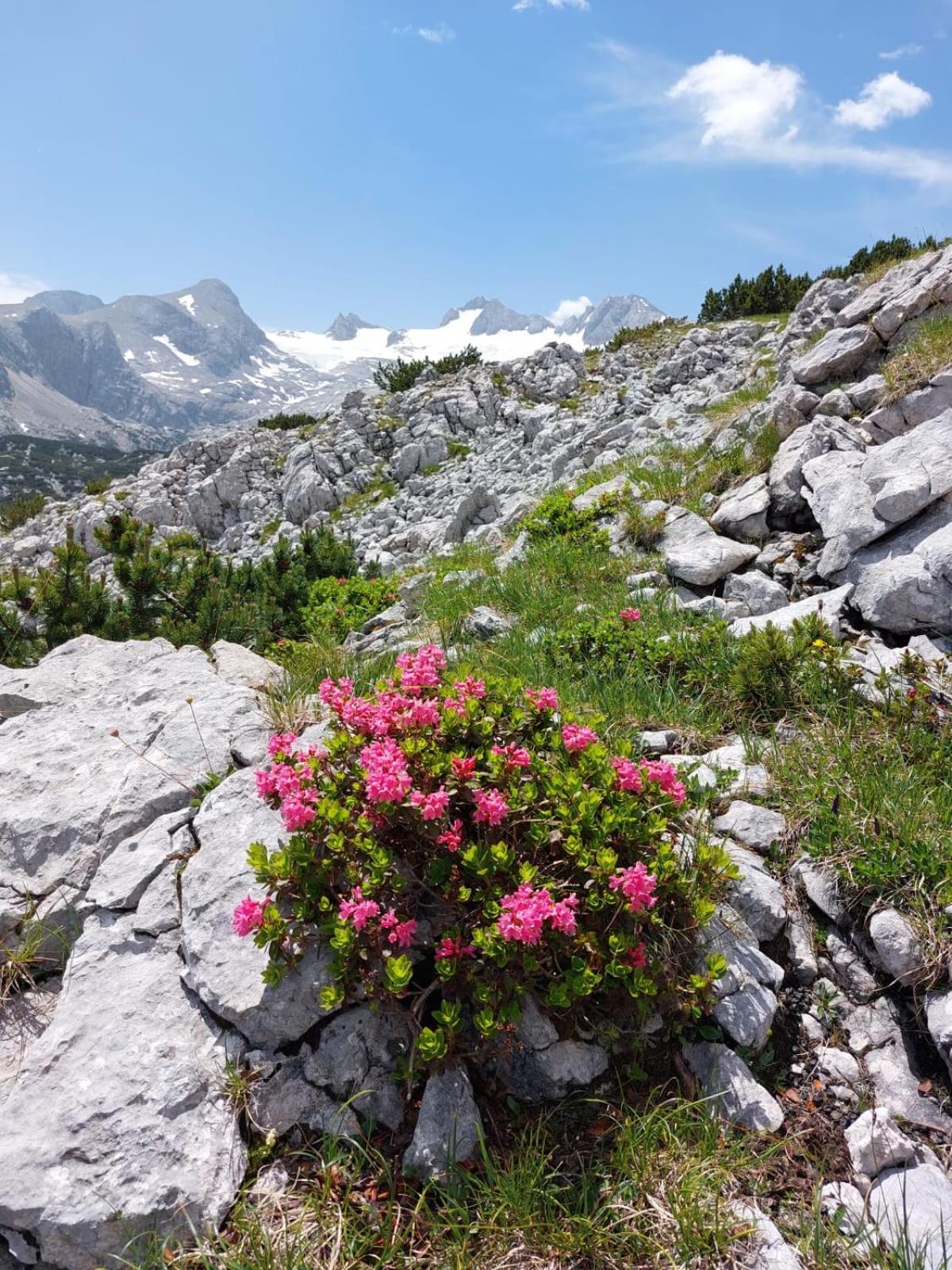 Bürgermeister Chalet