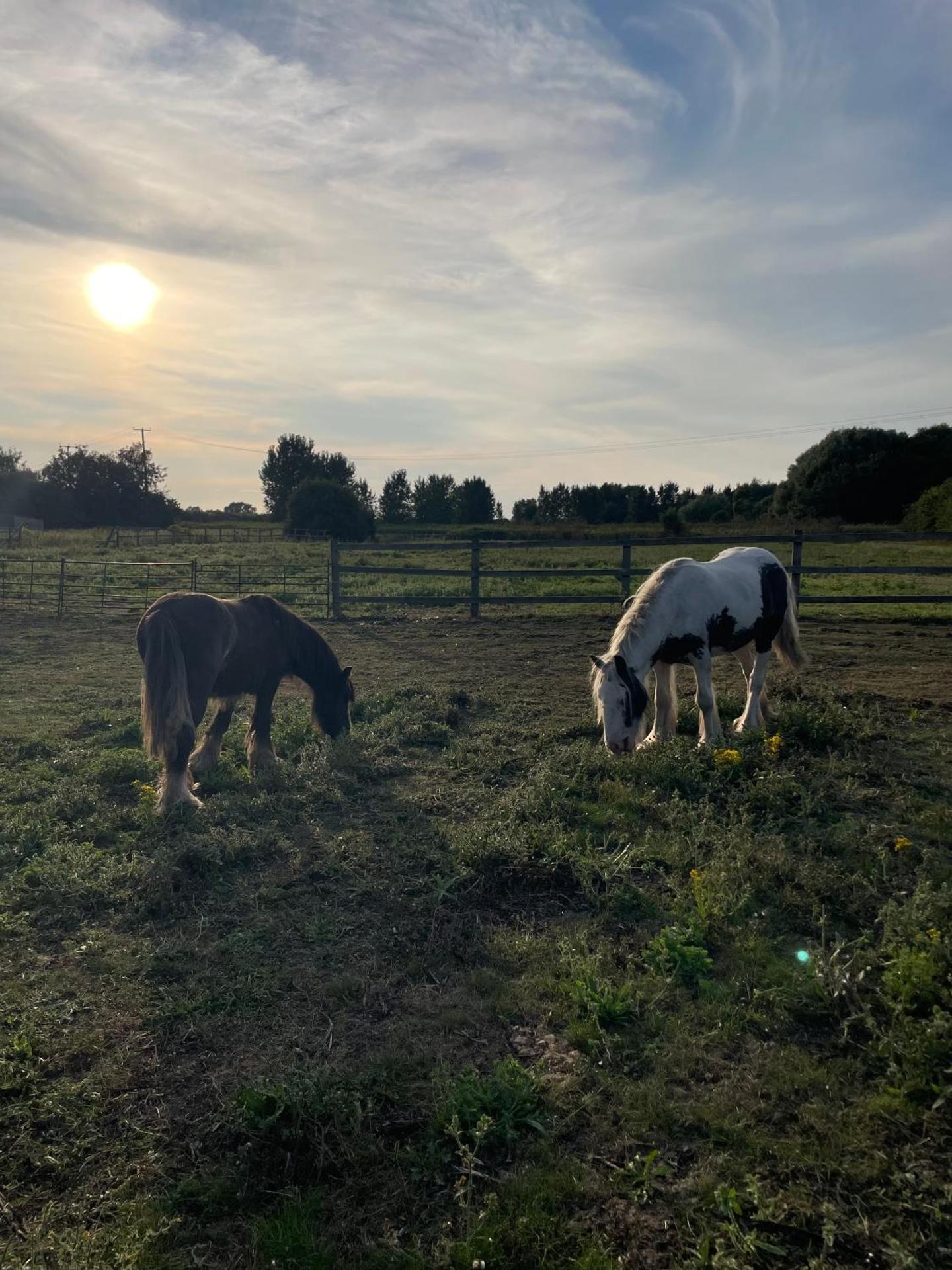 Alfie Acres - Secluded Cabin set in 5 Acres of Privacy, with Exclusive use of Swimming Pool and Hot Tub for up to 10 Guests