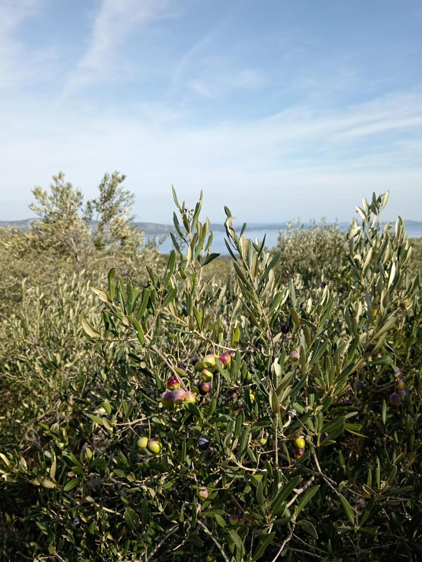 Apartman Bella vista