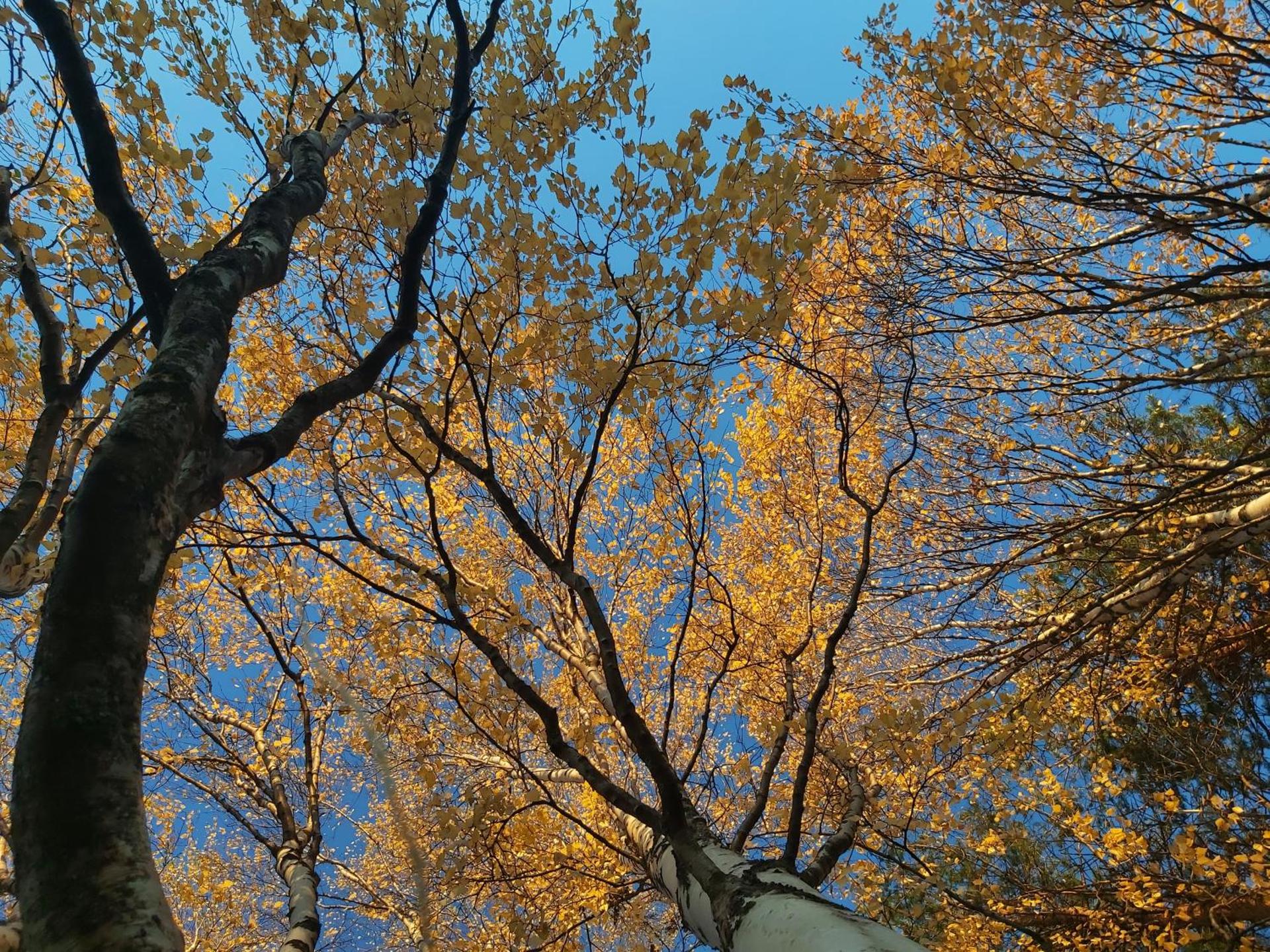 Rooms in a big wooden home, homestay