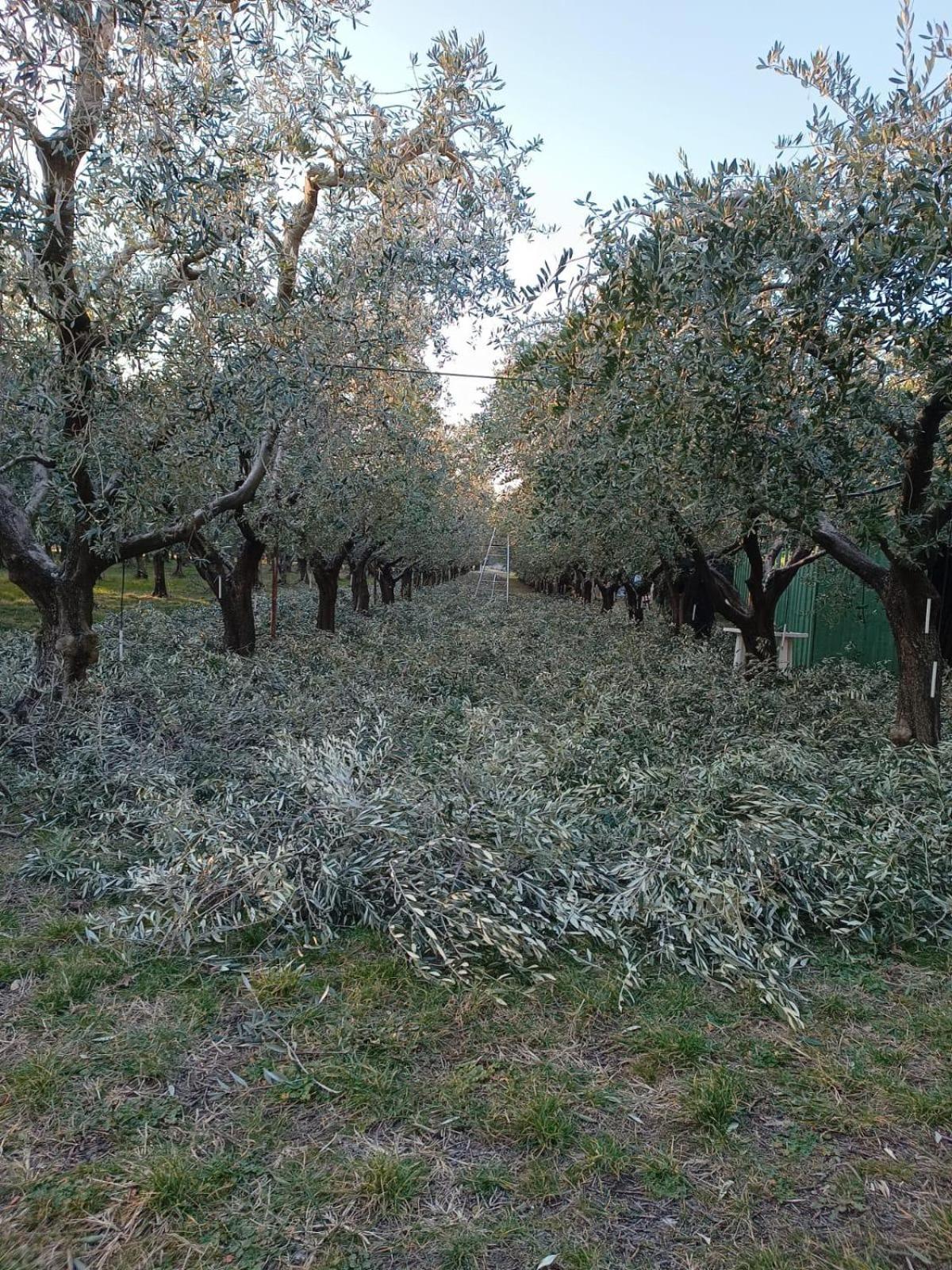 Agriturismo Corte Bonetti