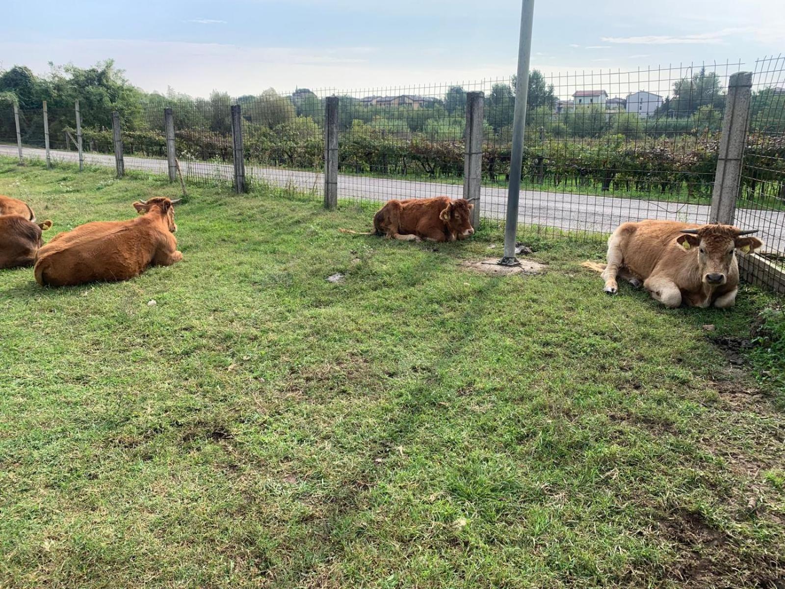 Agriturismo Corte Bonetti