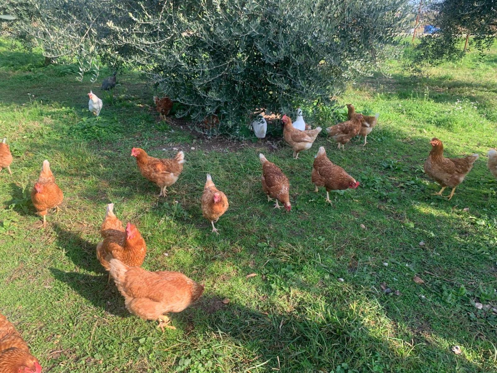 Agriturismo Corte Bonetti