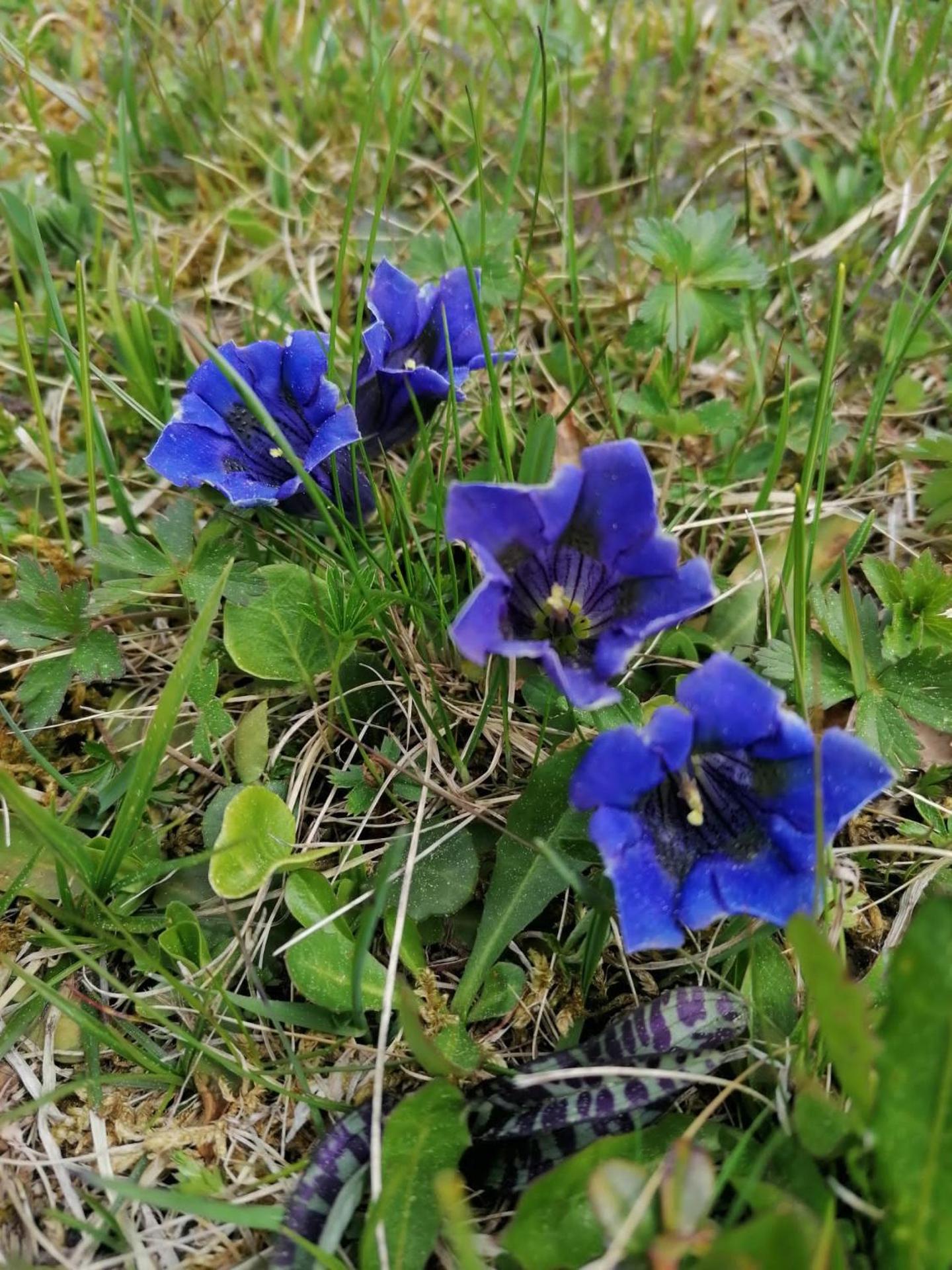 Bergblick App Fichte