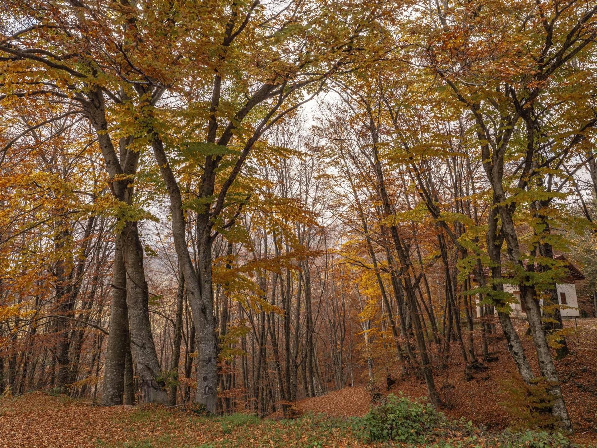Le Case Nel Bosco Terminillo