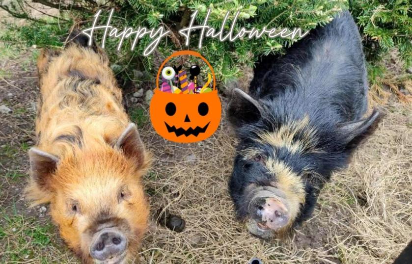 The Old House at Belfield