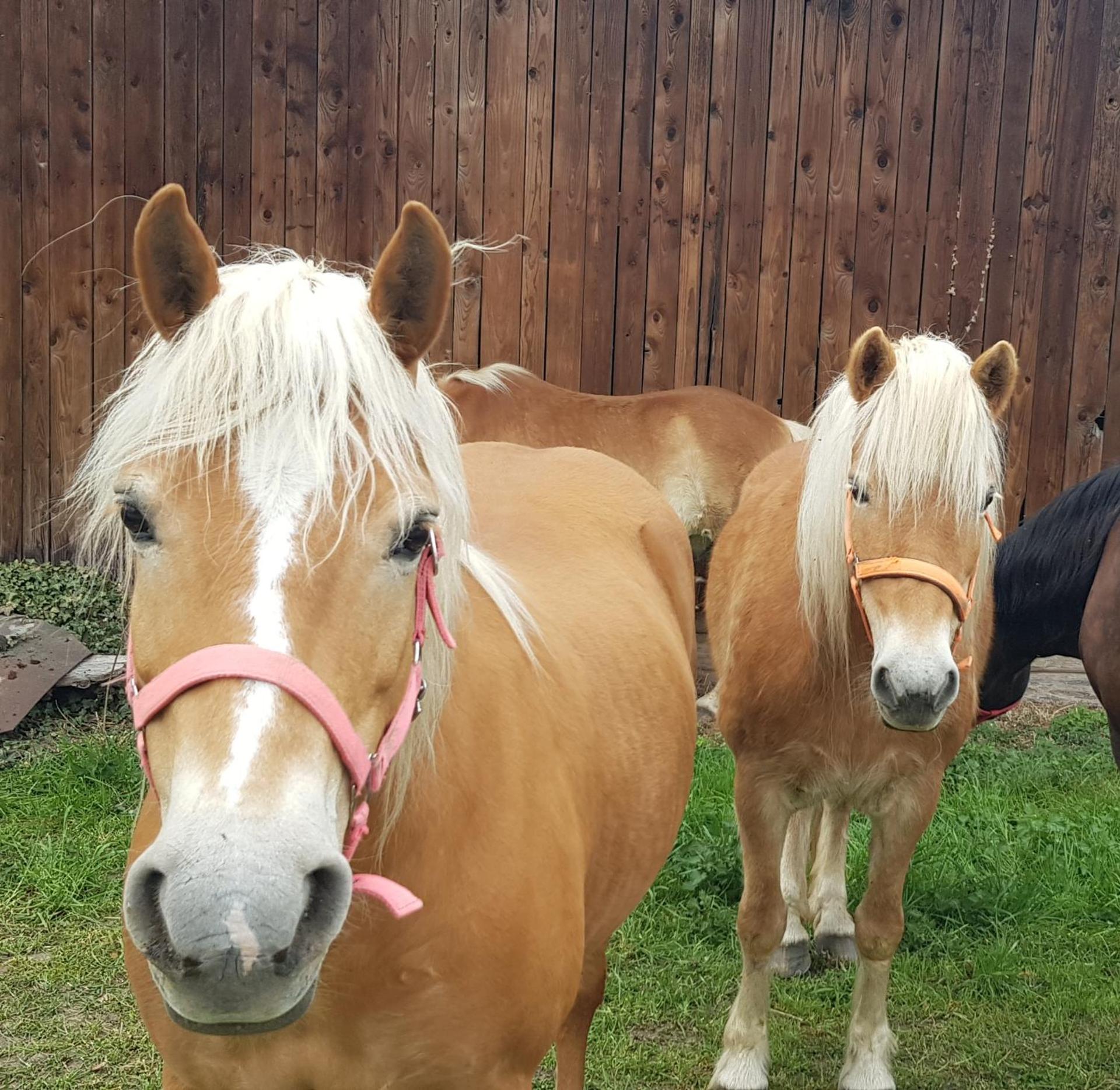 Gîte aux Deux Chênes
