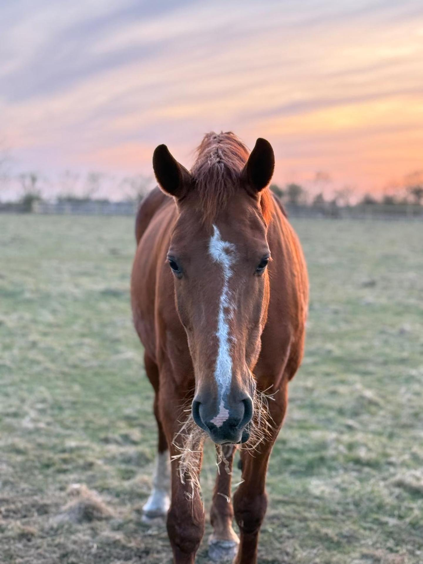 Ferienhof Faebrogaard