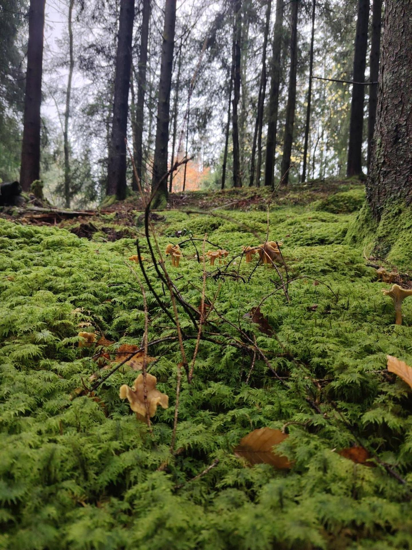 Magnoliabackens Bed and Breakfast