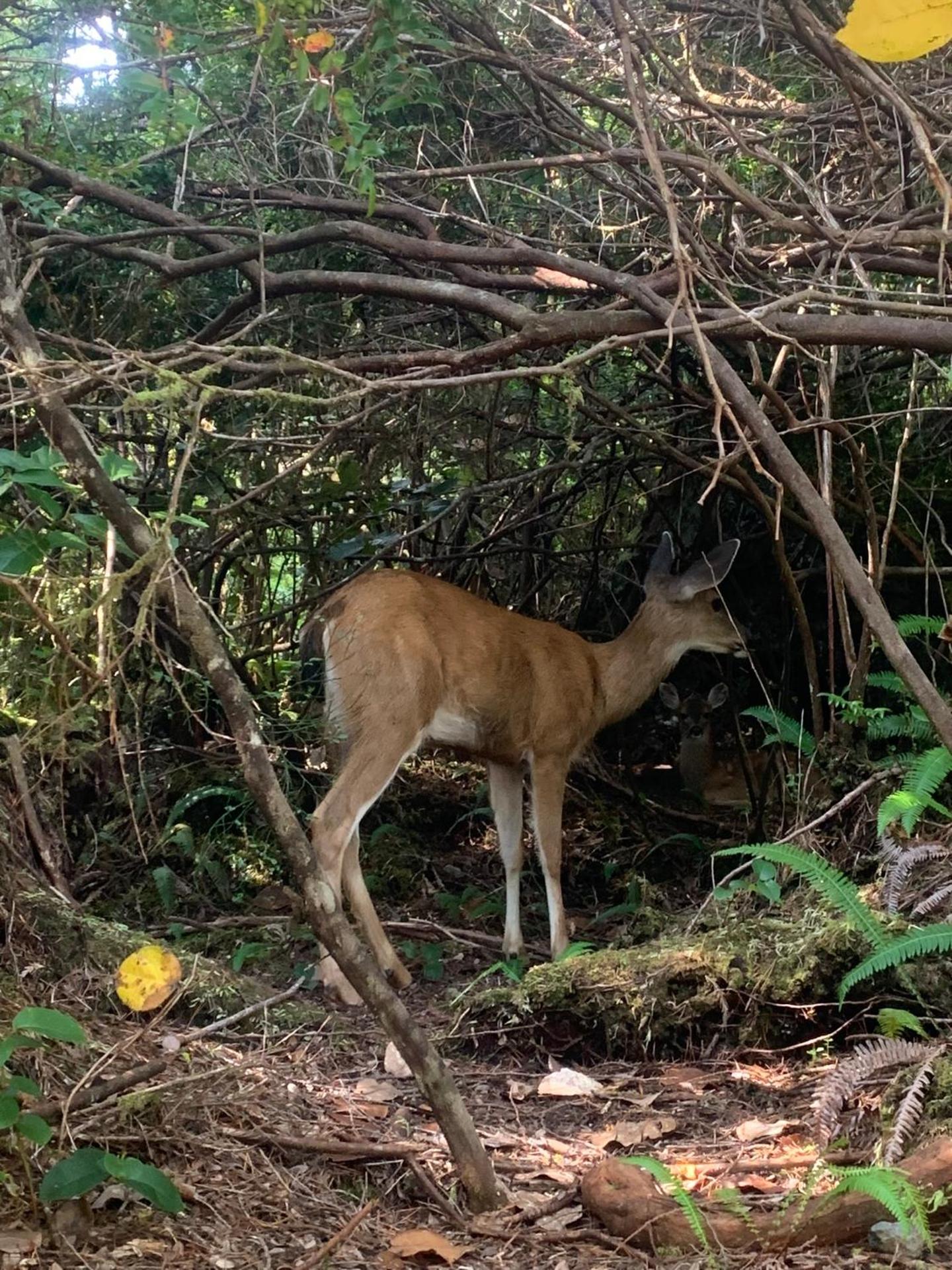 Le Chalet Waterfront Retreat
