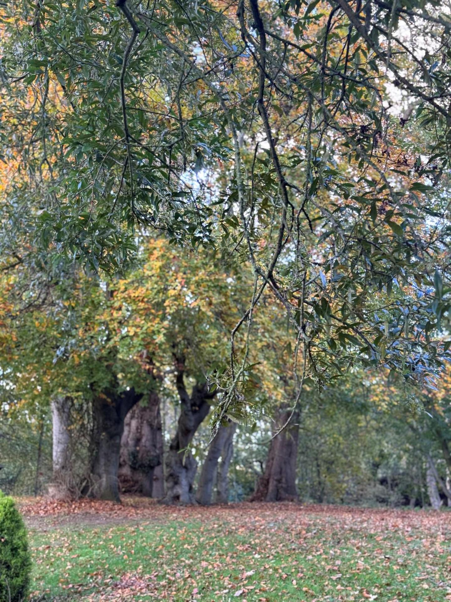 Double or Twin Room with Garden View