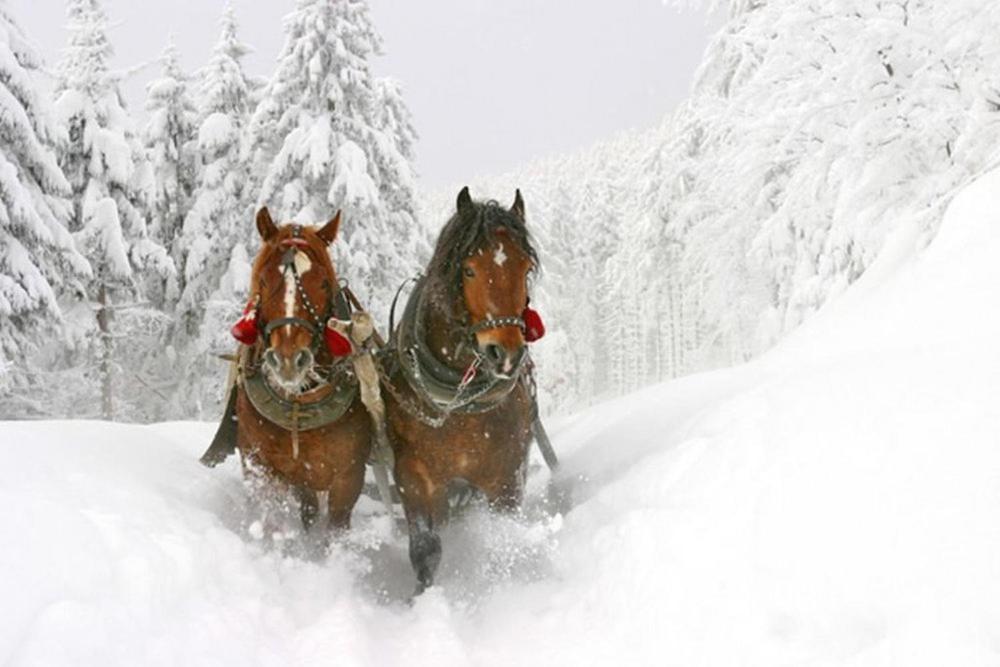 Apartment Holiday Lungötz