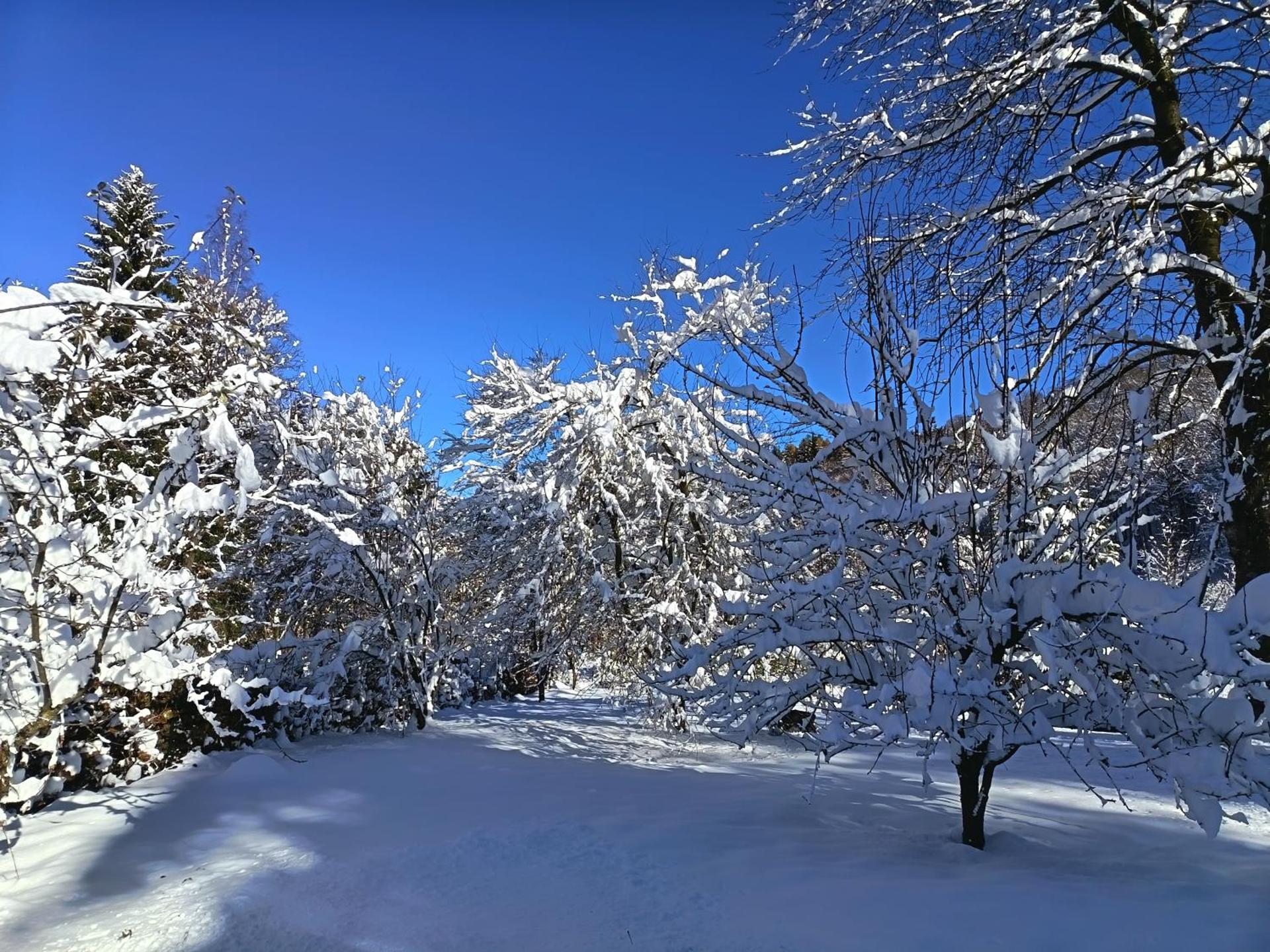 Il Ciliegio di Lurisia