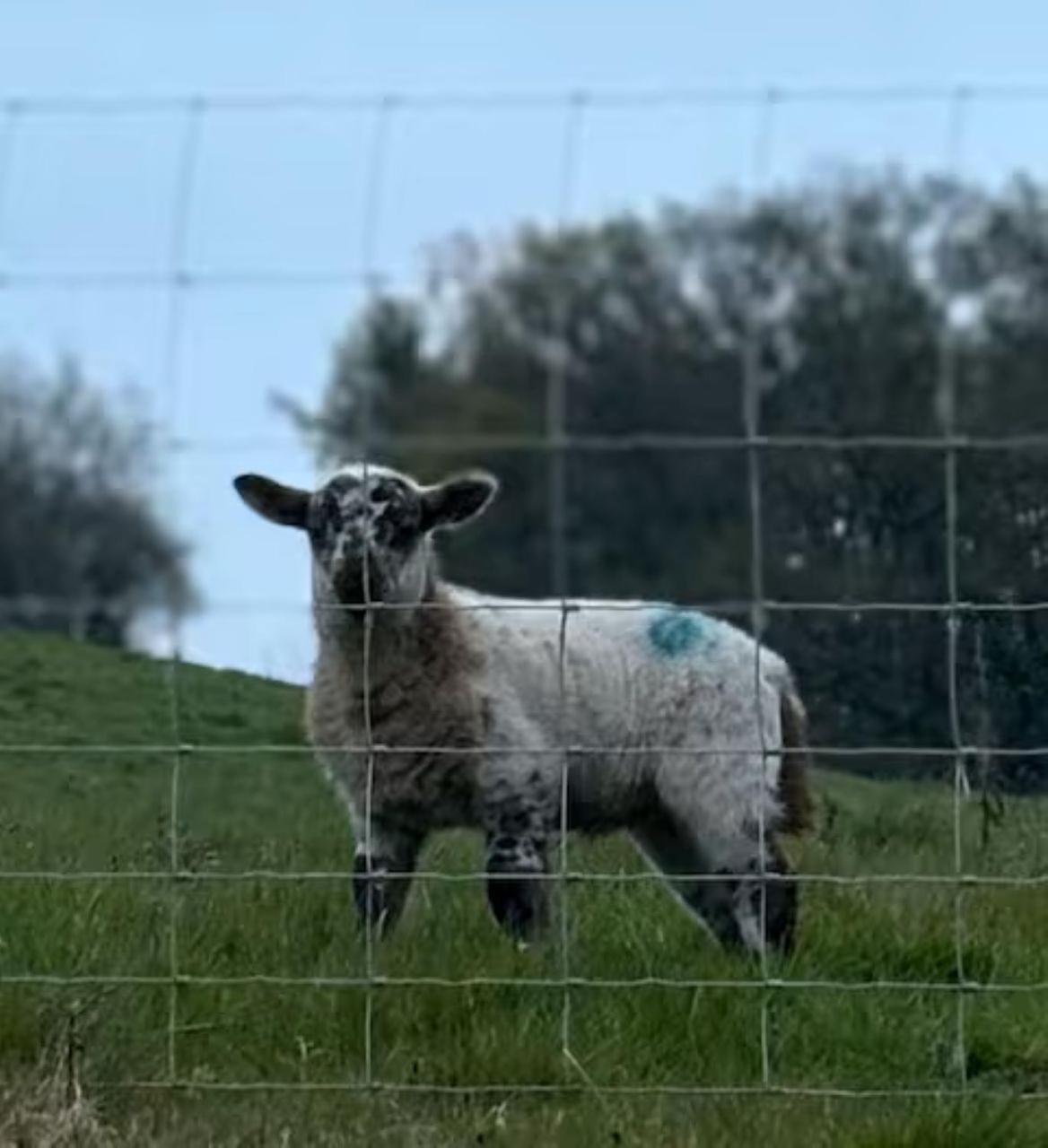 The Cottage at Sychnant Farm