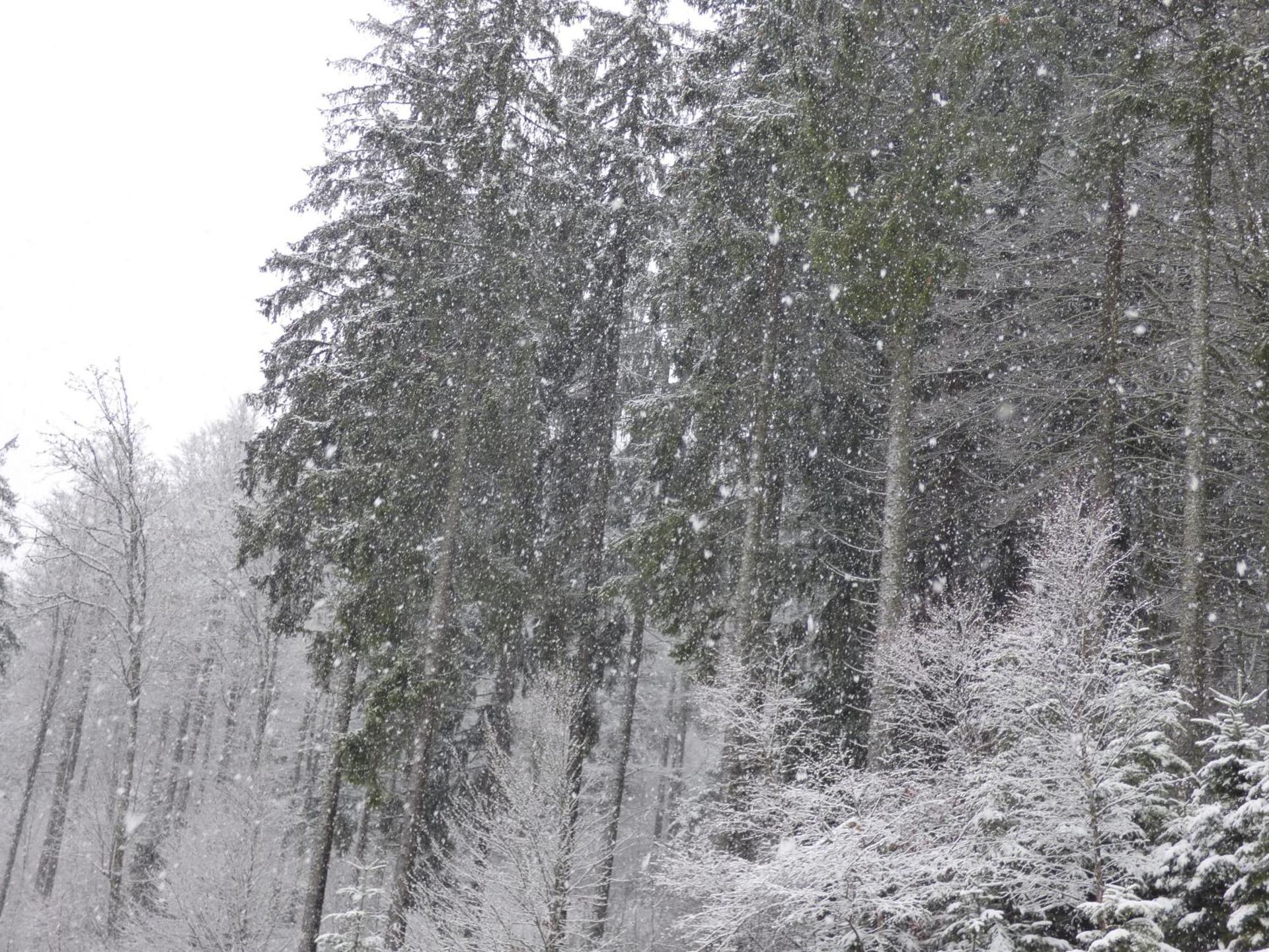 Ferienwohnung Seeblick Nr 1 ,Feldberg Bärental