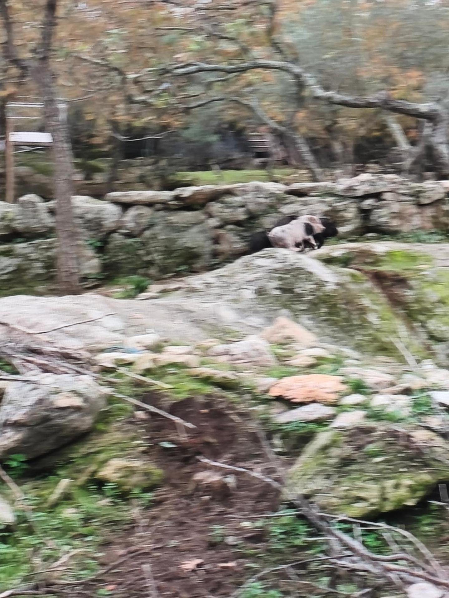 Tapada das Carvalhas