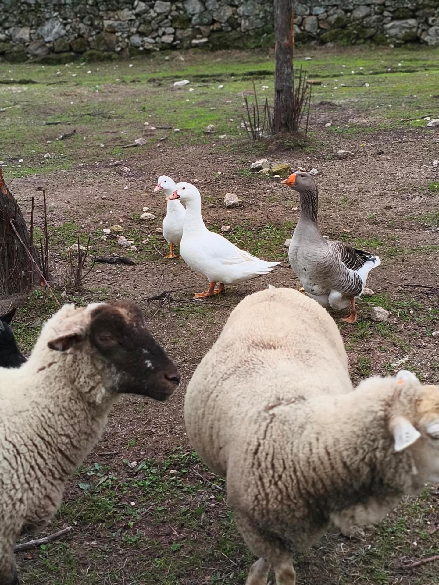 Tapada das Carvalhas