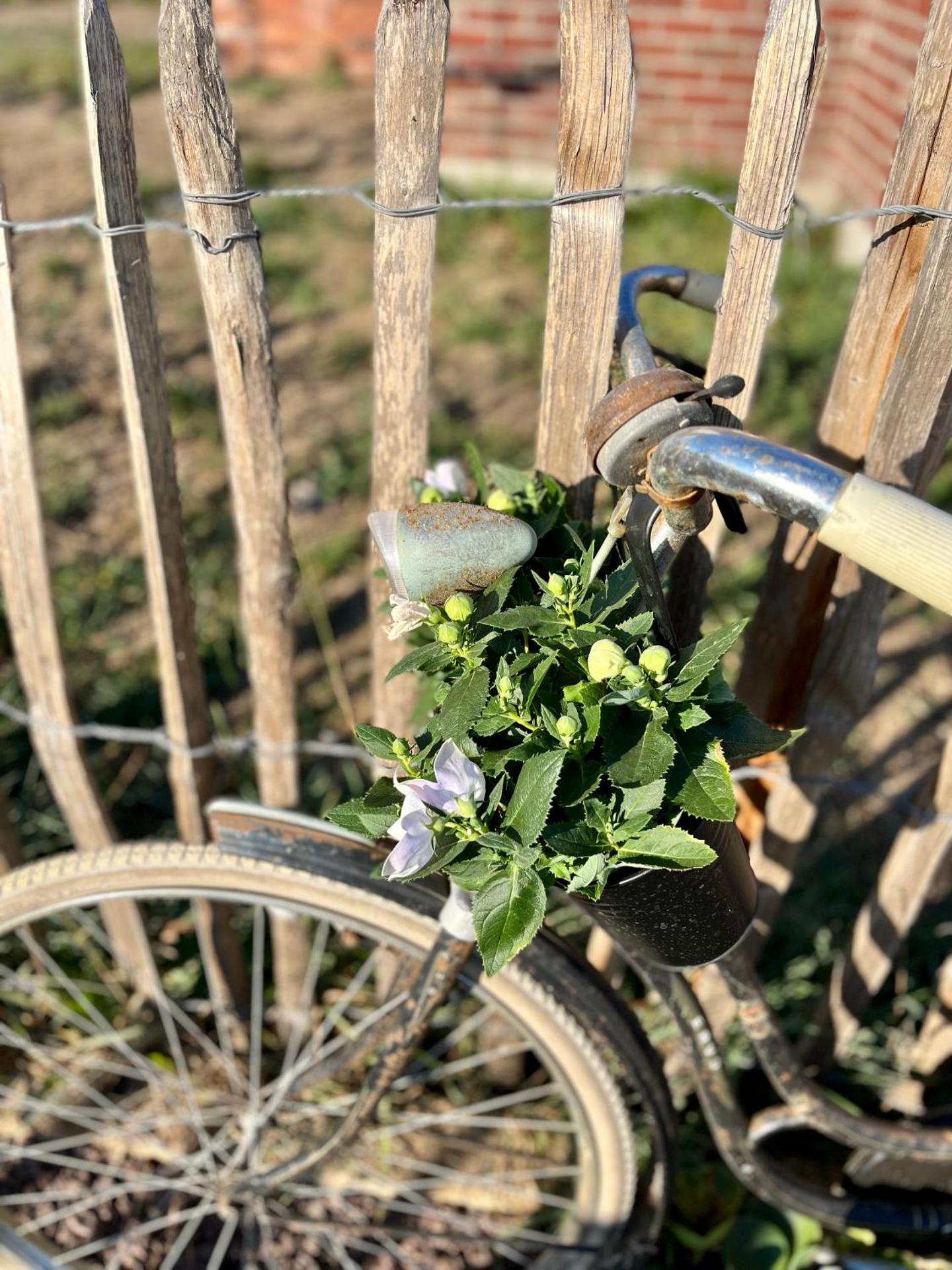 Tiny House Alpakablick - inklusive gratis Alpaka Meet & Greet