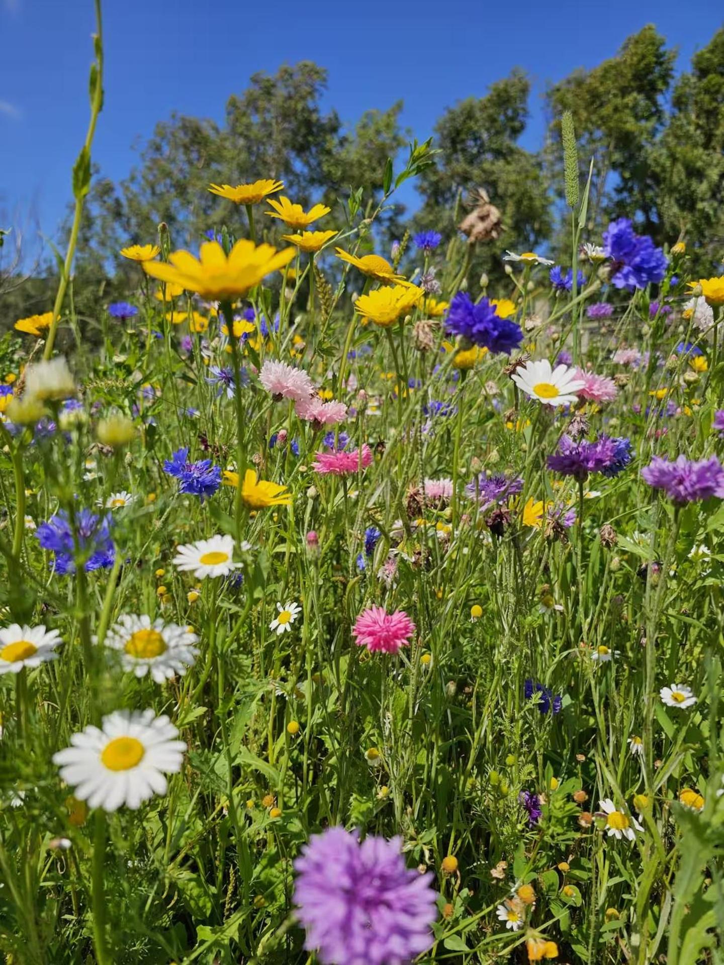 The Forest Pod - Wood Fired Hot Tub and Fire Pit